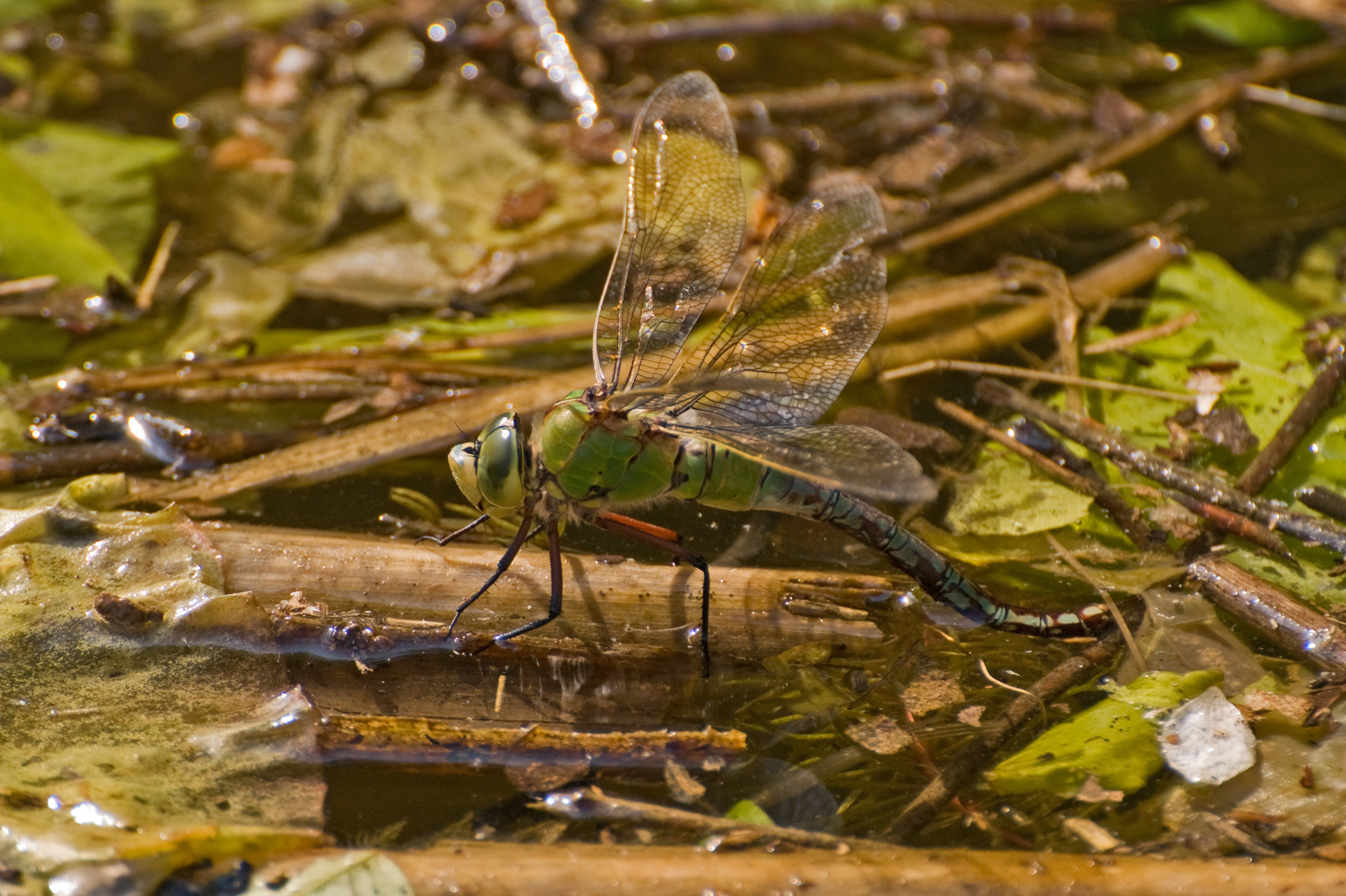 Anax imperator-pjt