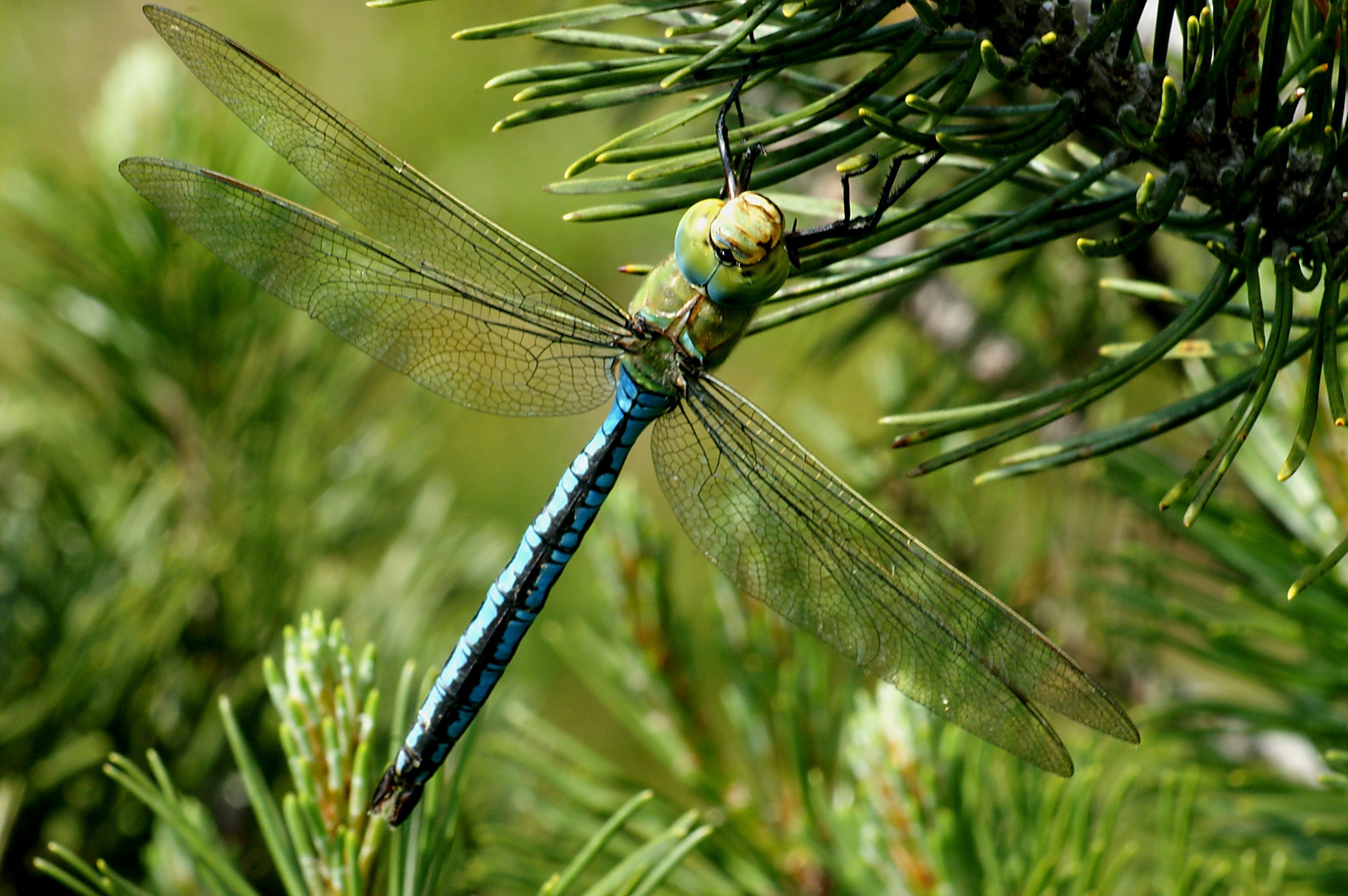 Anax imperator 3