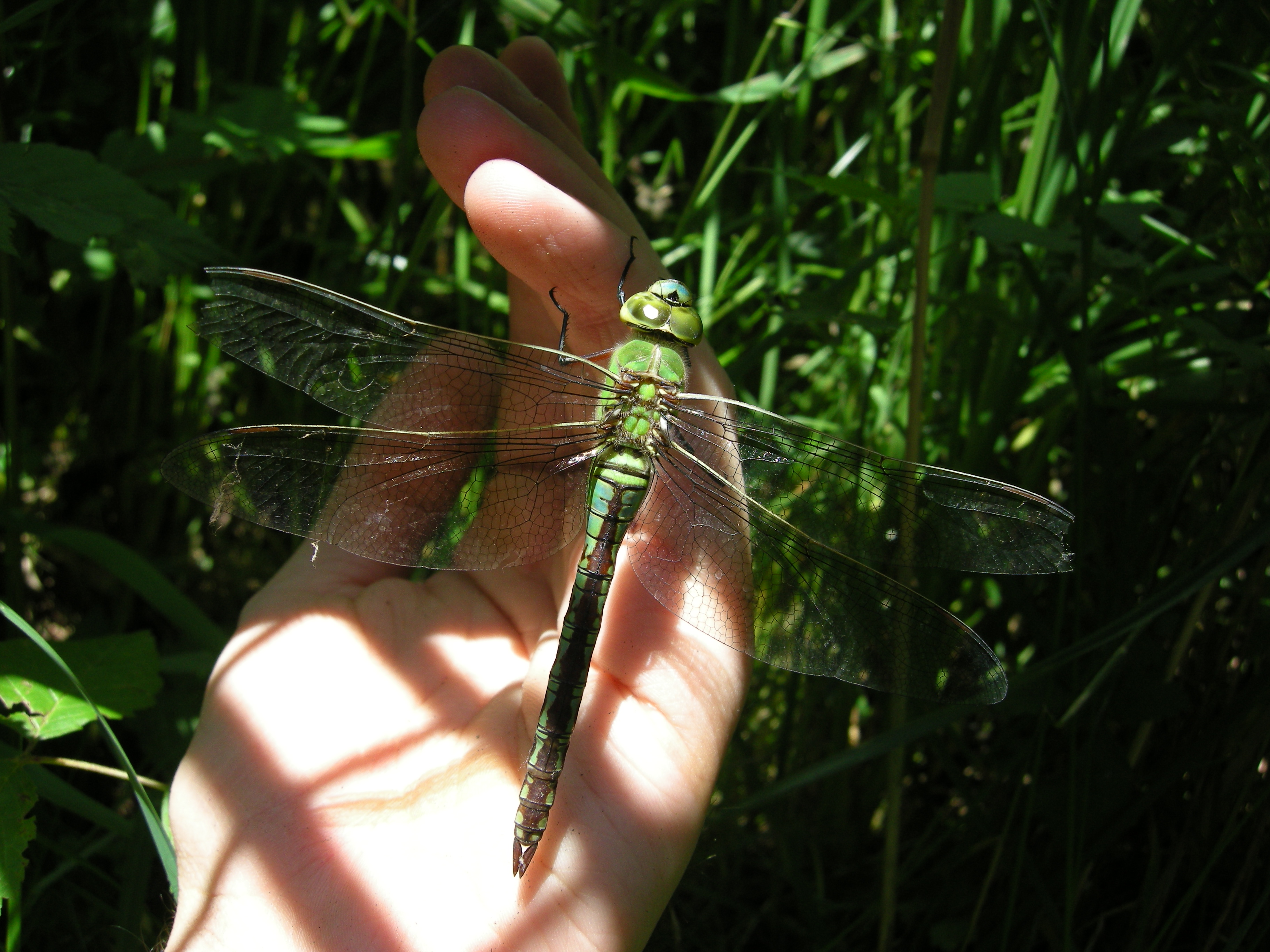 Anax imperator (2)