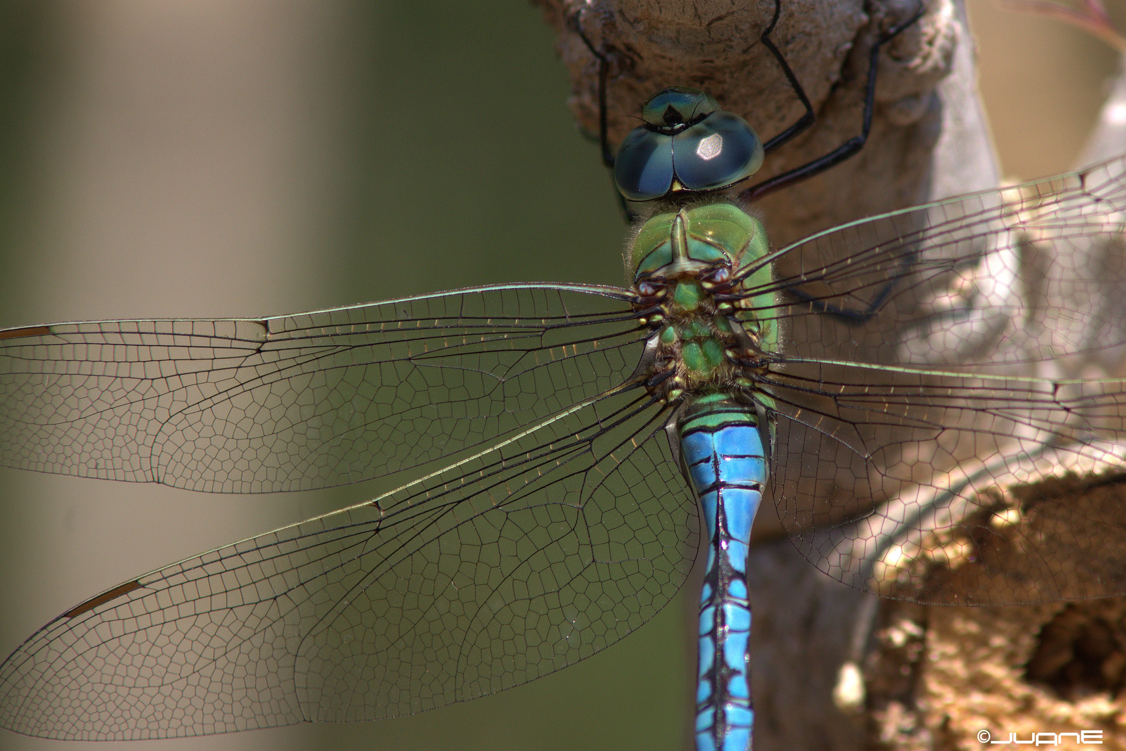 Anax imperator (5)