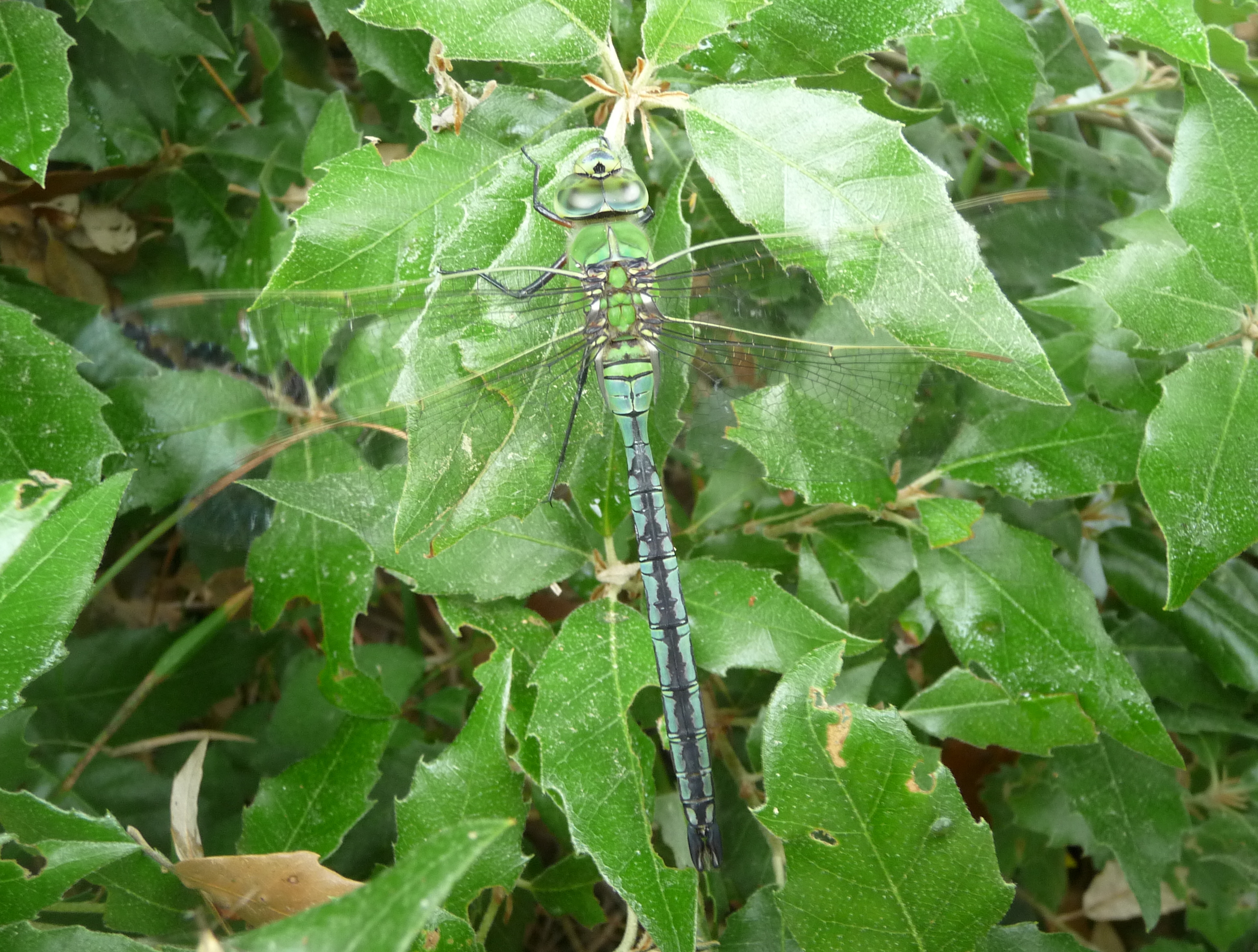 Anax Imperator, Livorno