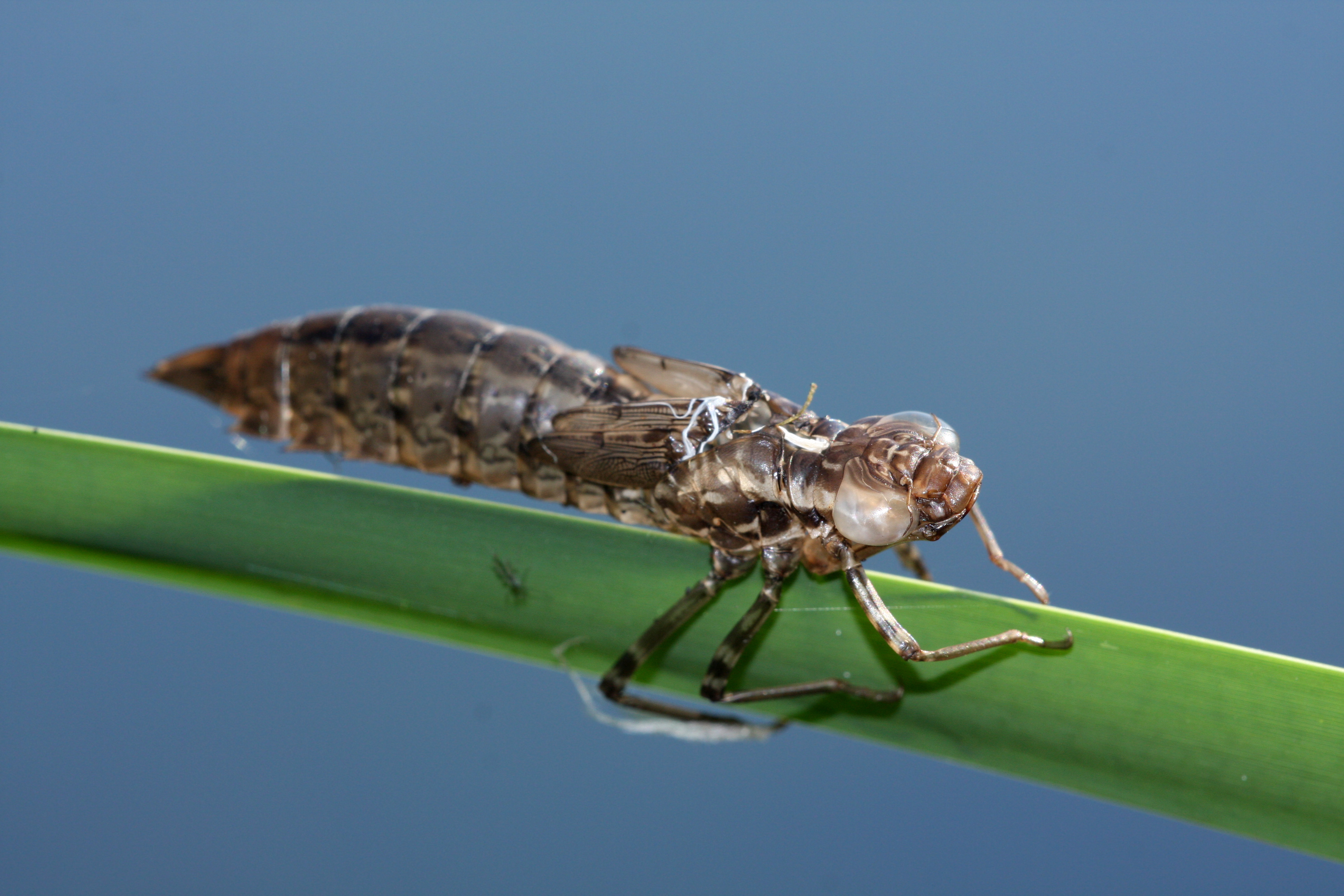 Anax imperator exuvia