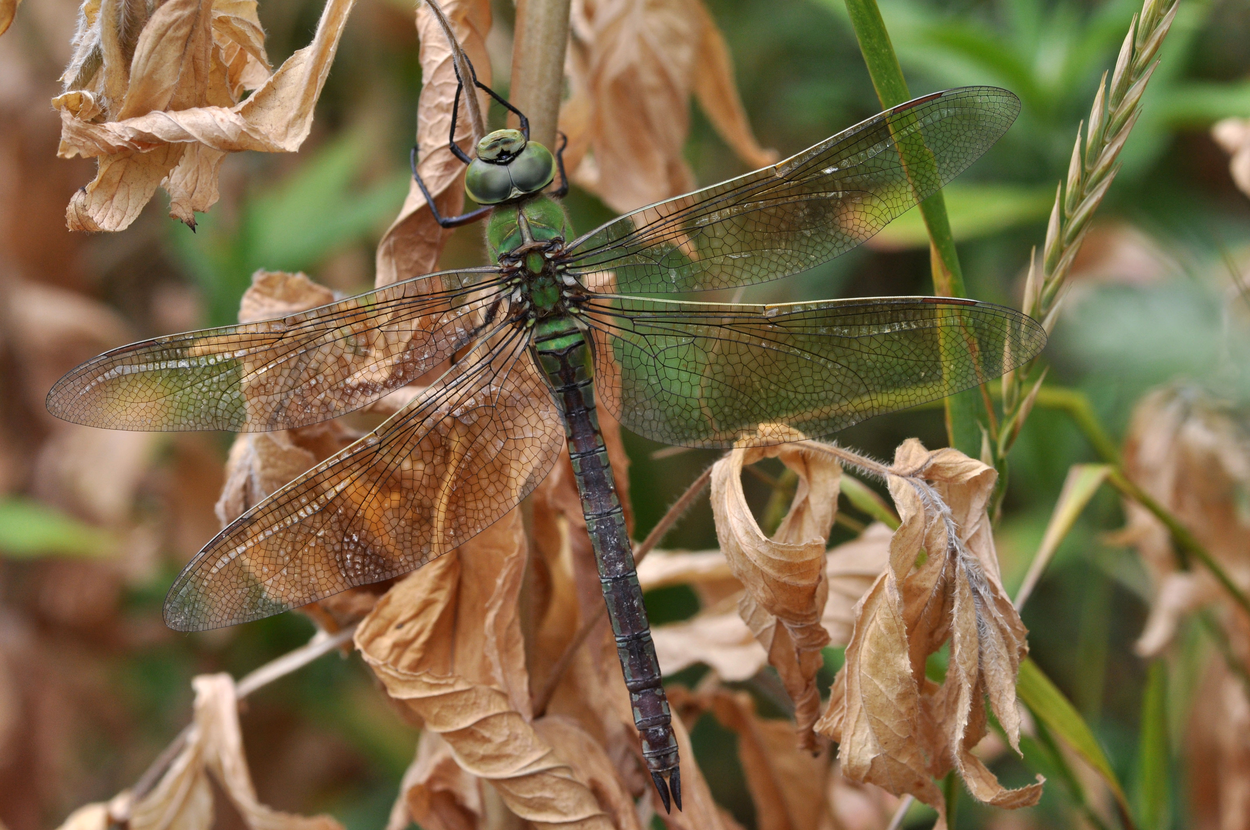 Anax imperator f1