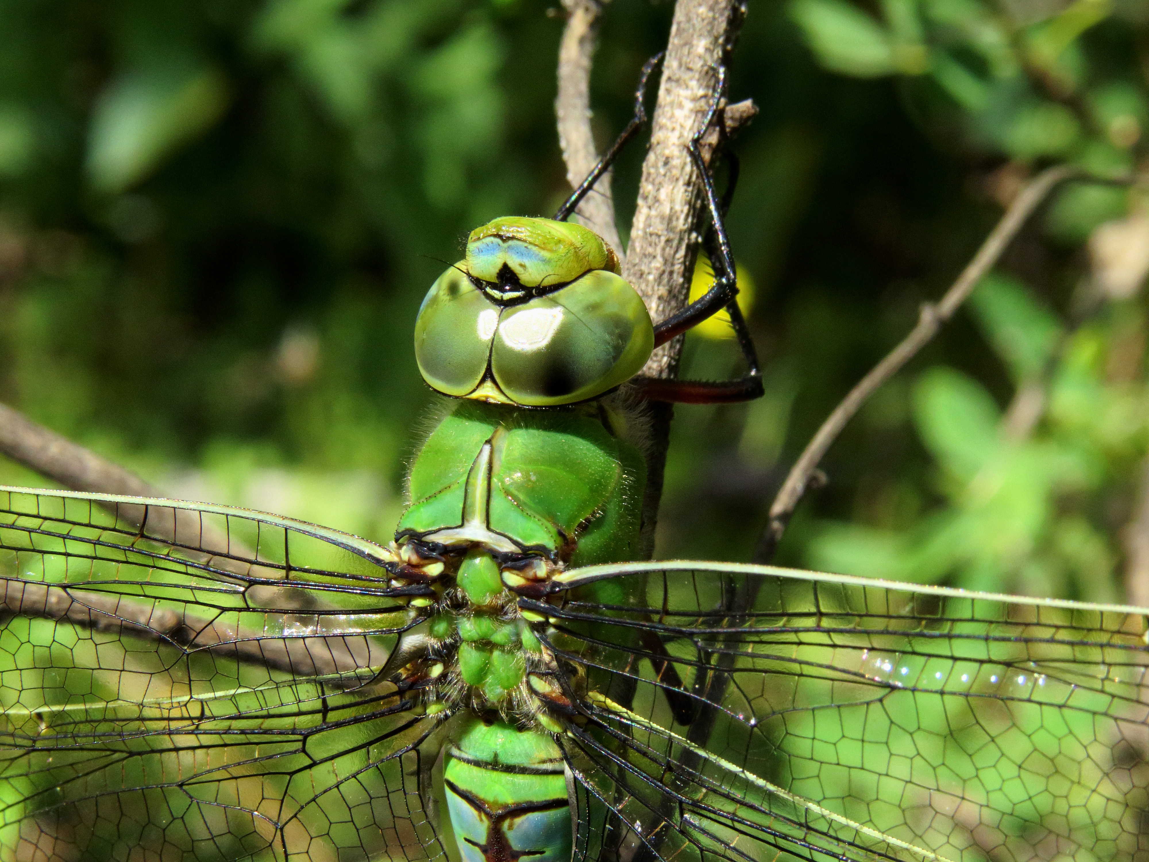 Anax imperator Kiev1