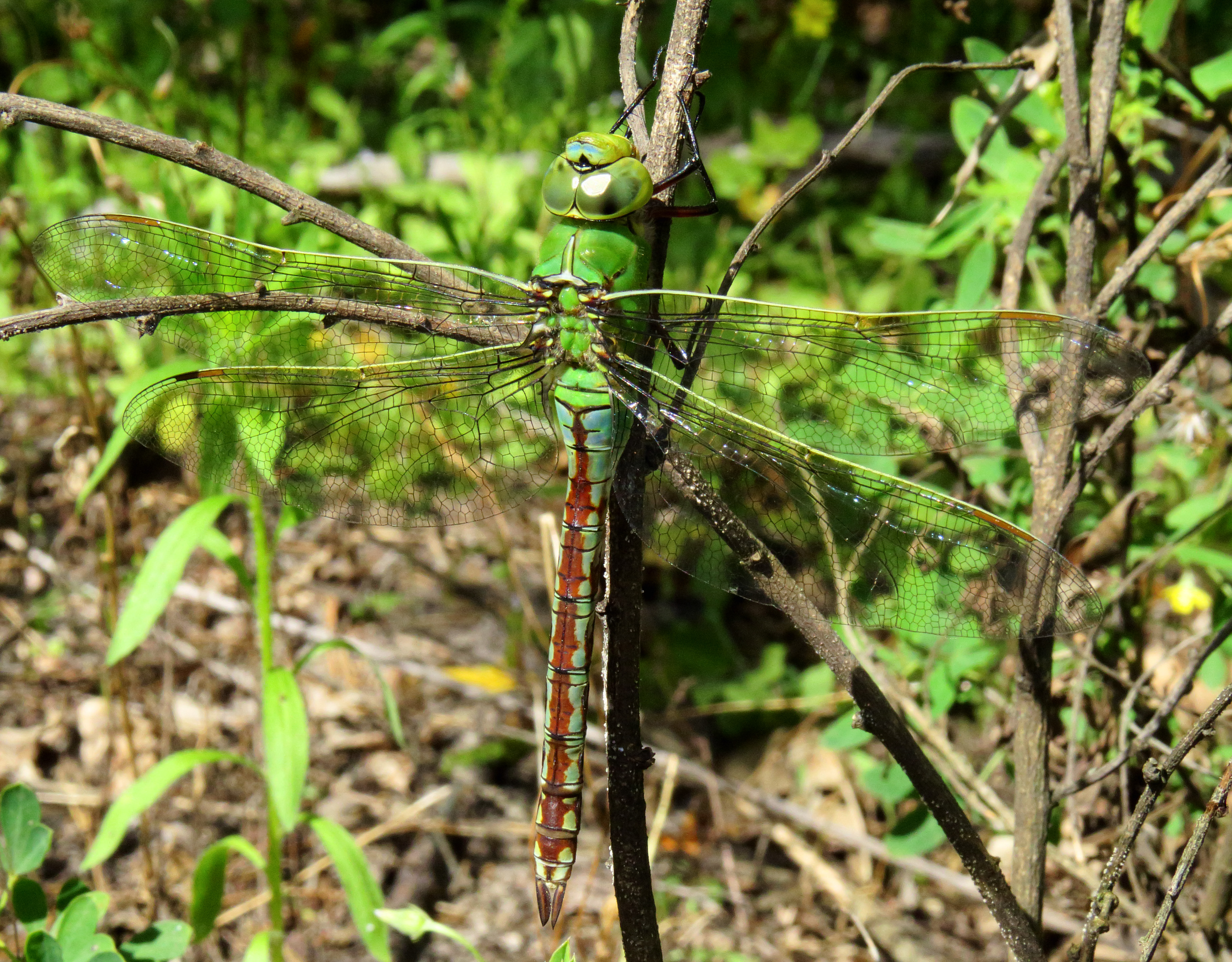 Anax imperator Kiev3