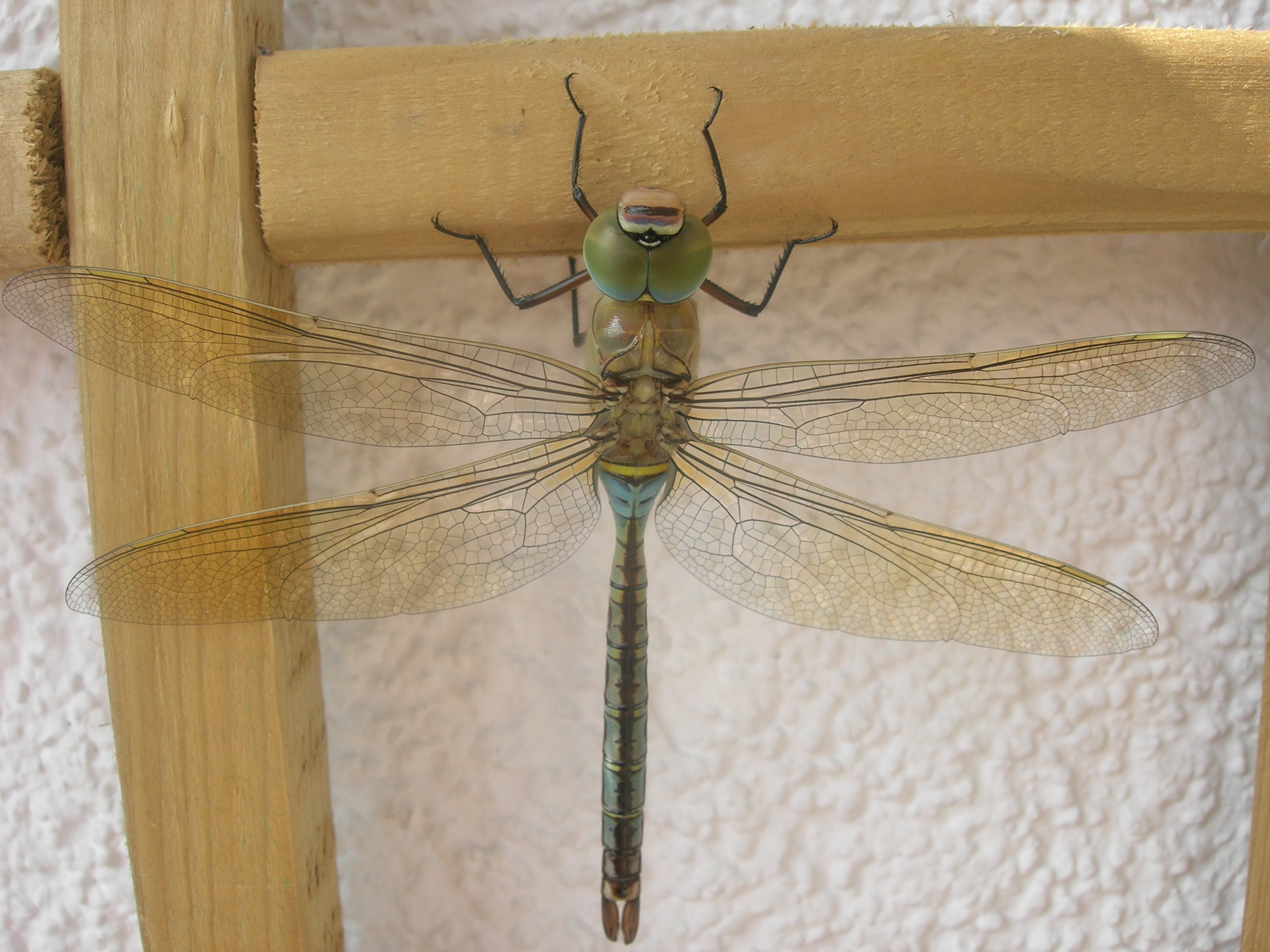 Anax imperator male