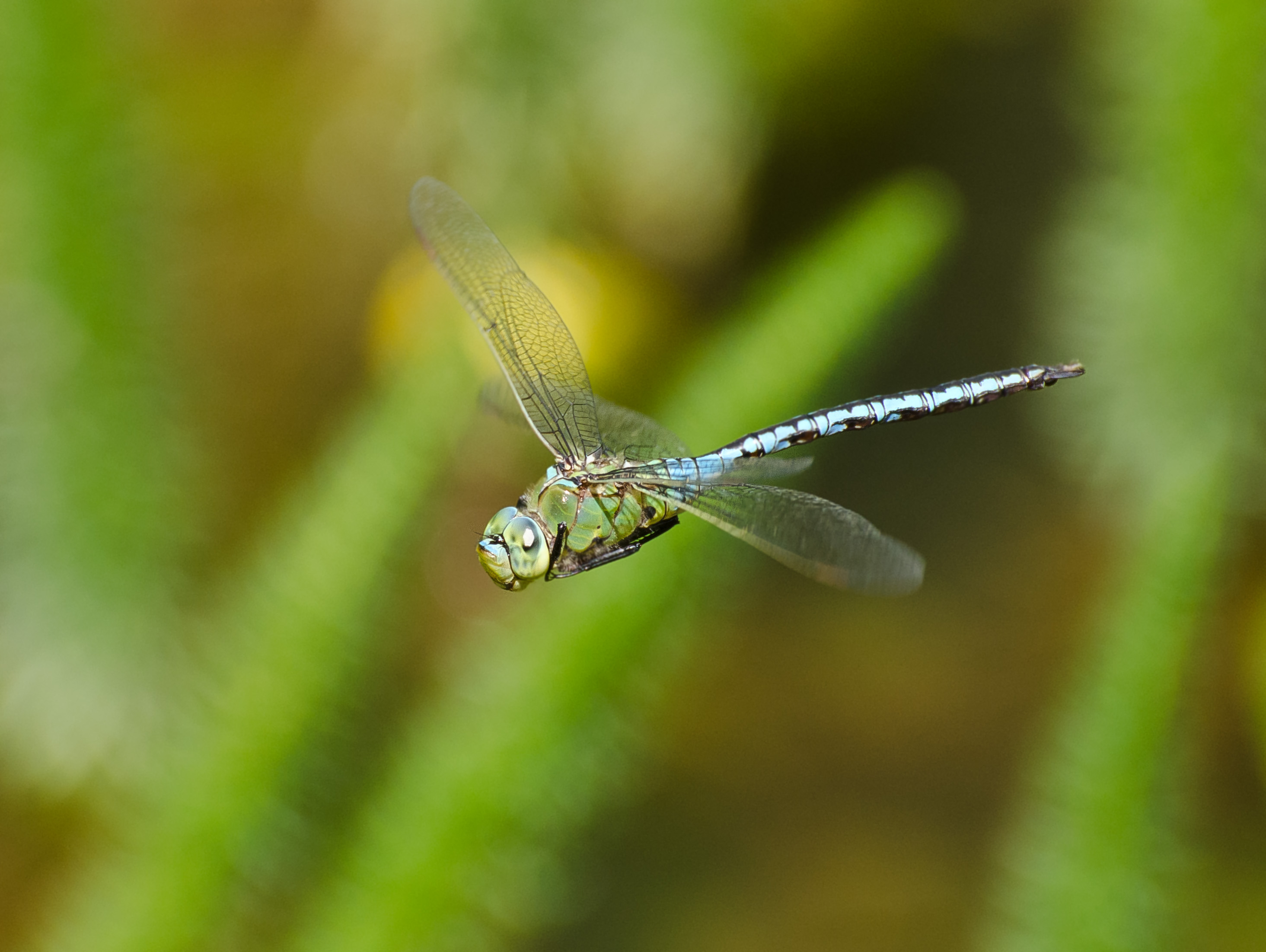 Anax imperator-pjt1