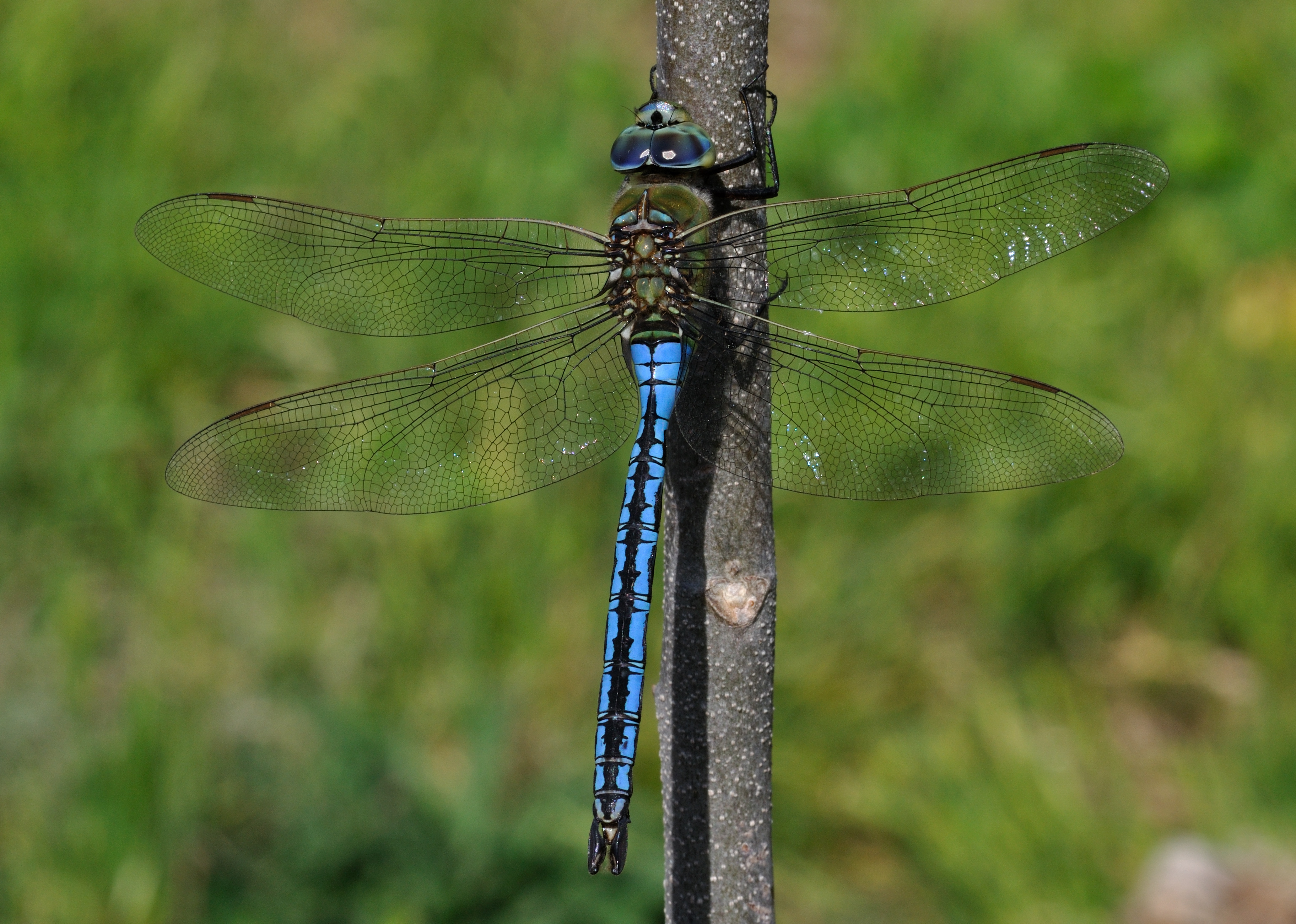 Anax imperator qtl1