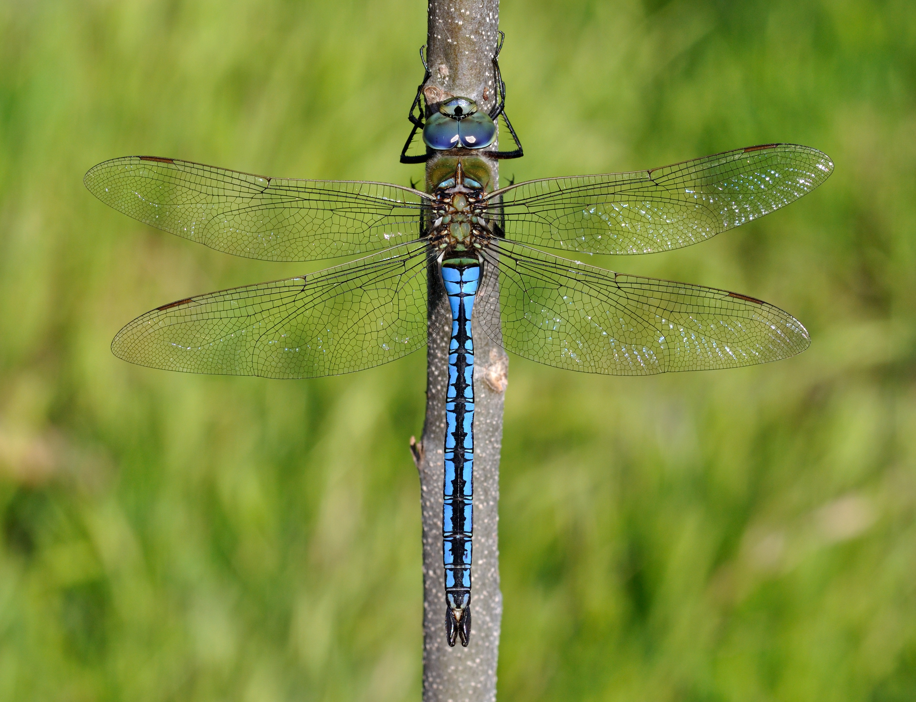 Anax imperator qtl2