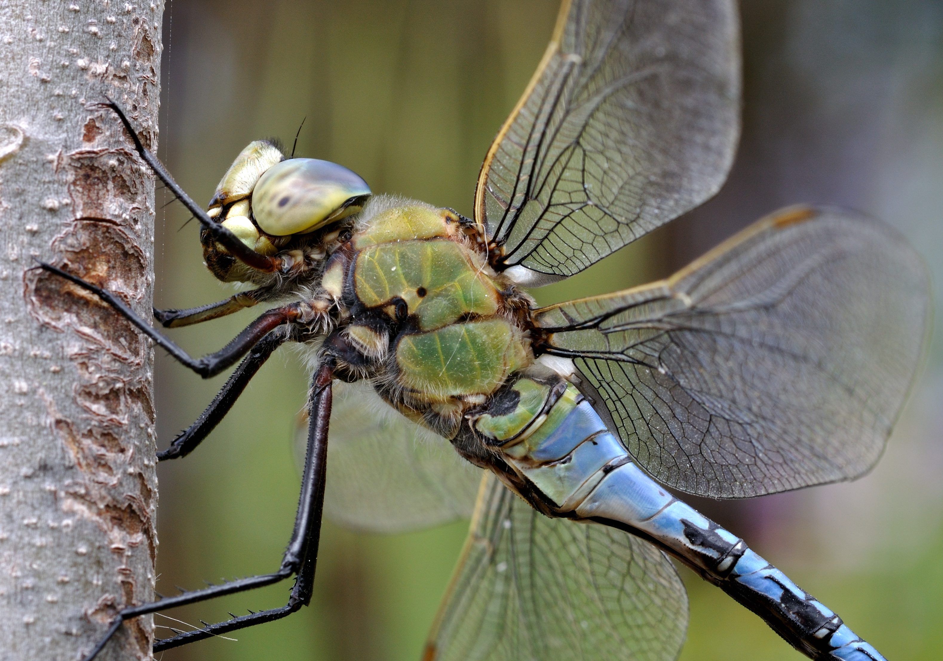 Anax imperator qtl3