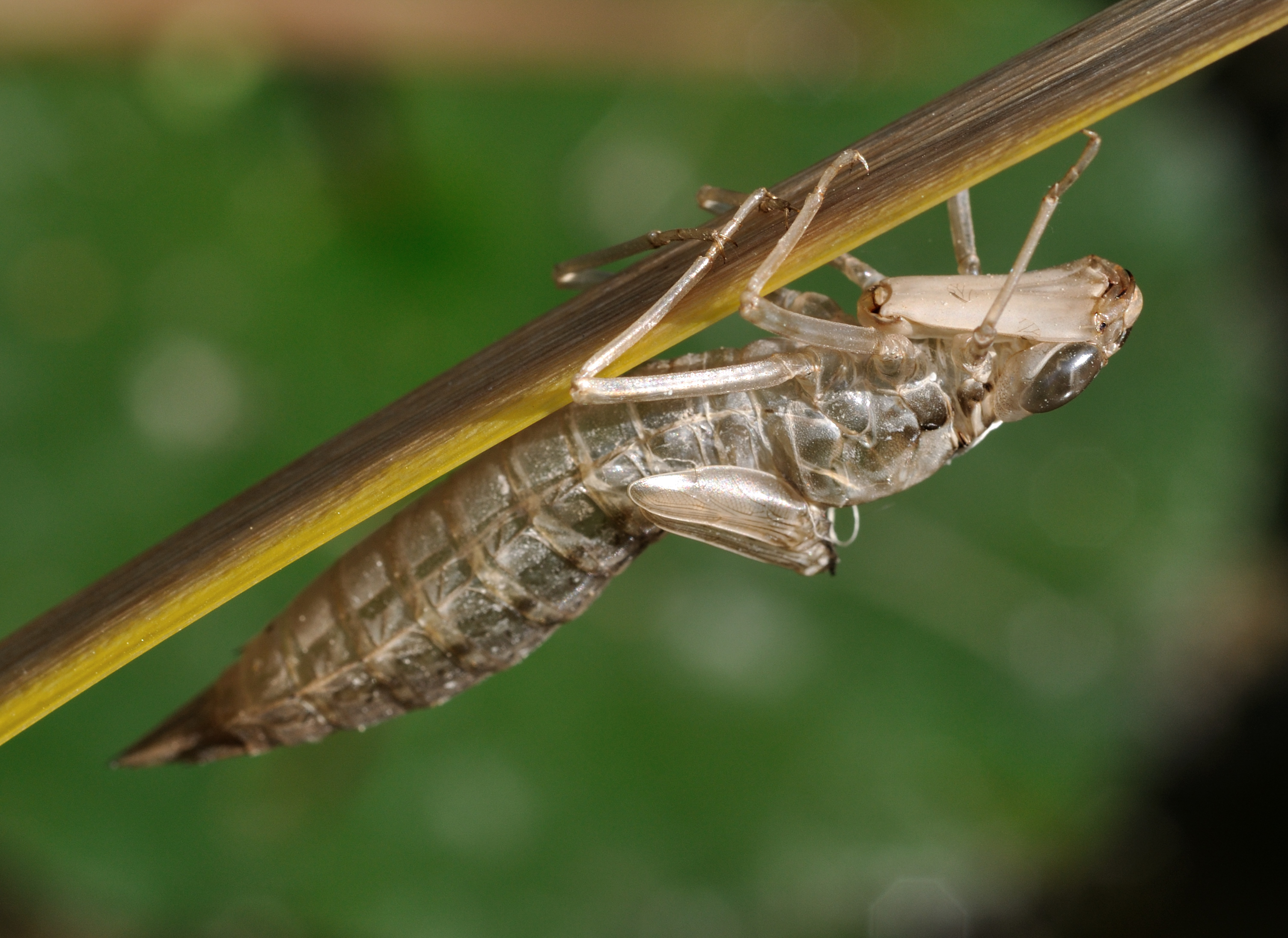 Anax imperator qtl6