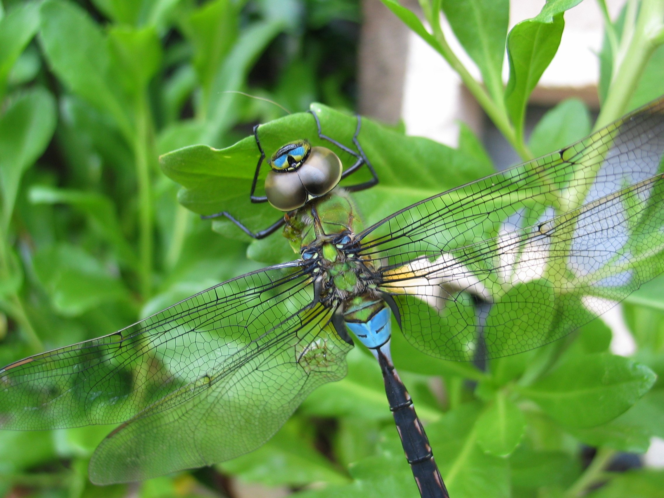 Anax junius (4734917384)