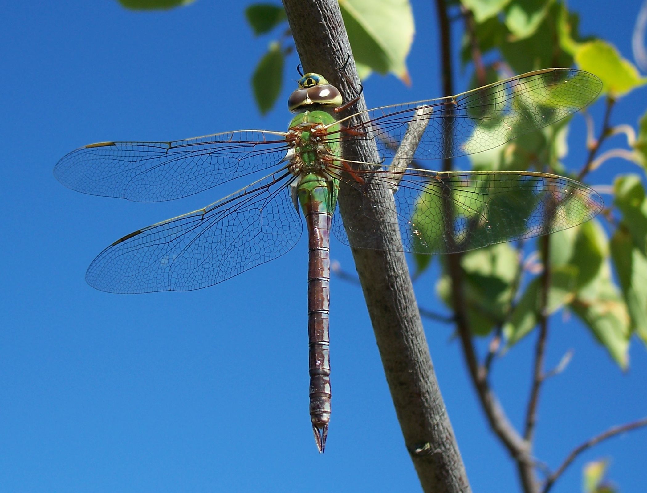 Anax junius-Female-2
