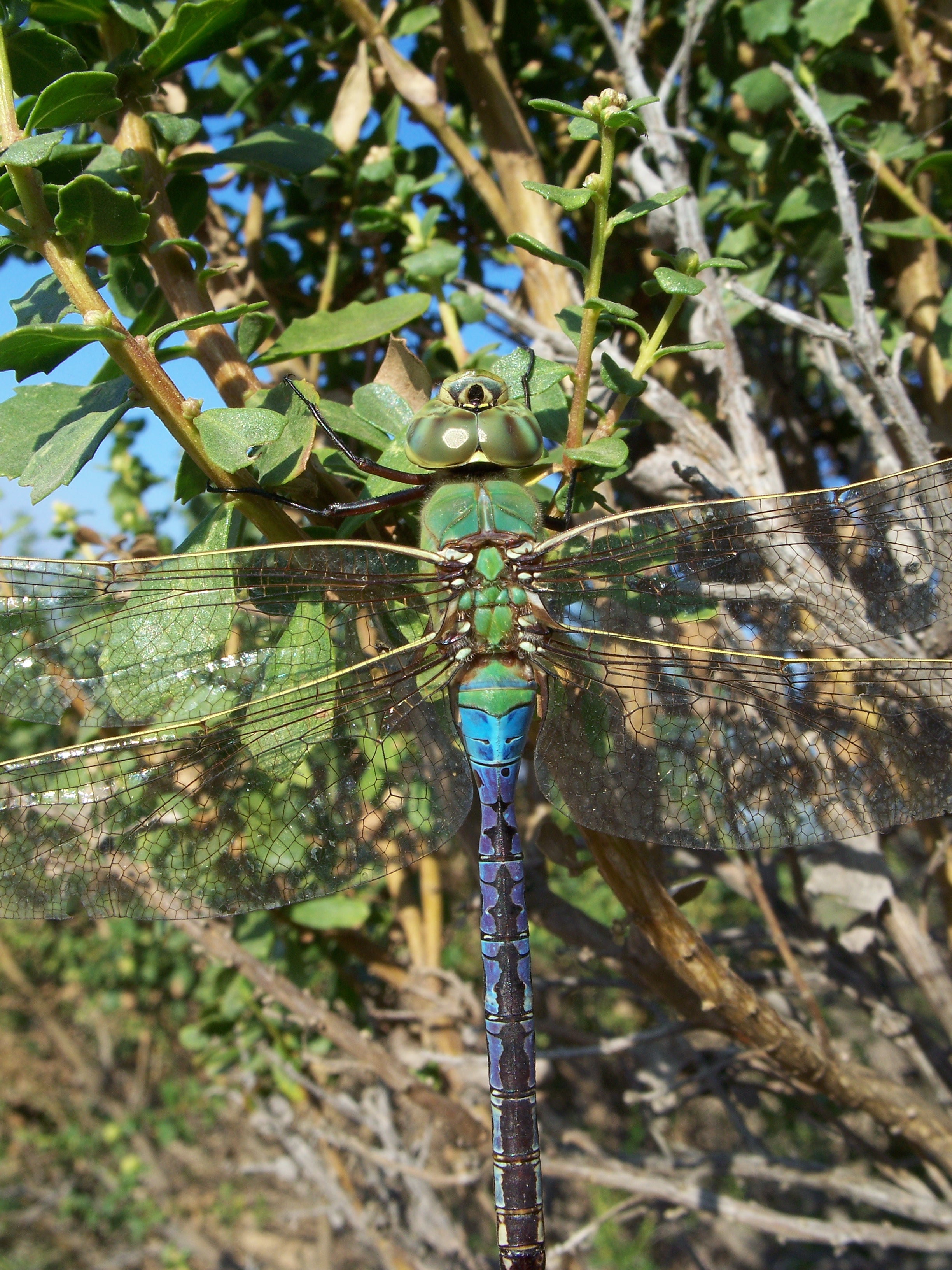 Anax junius-Male-2