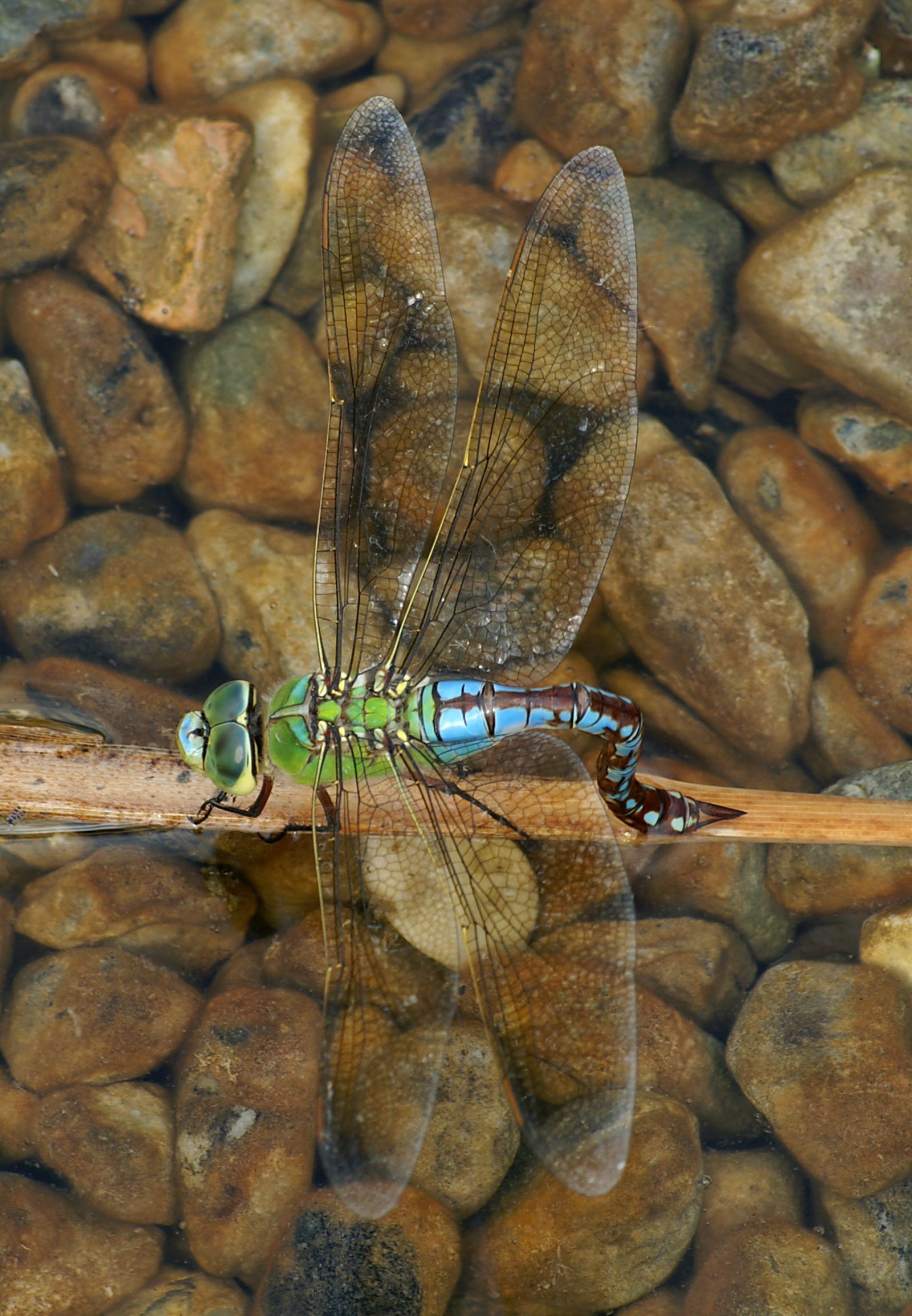 AnaxImperator 08