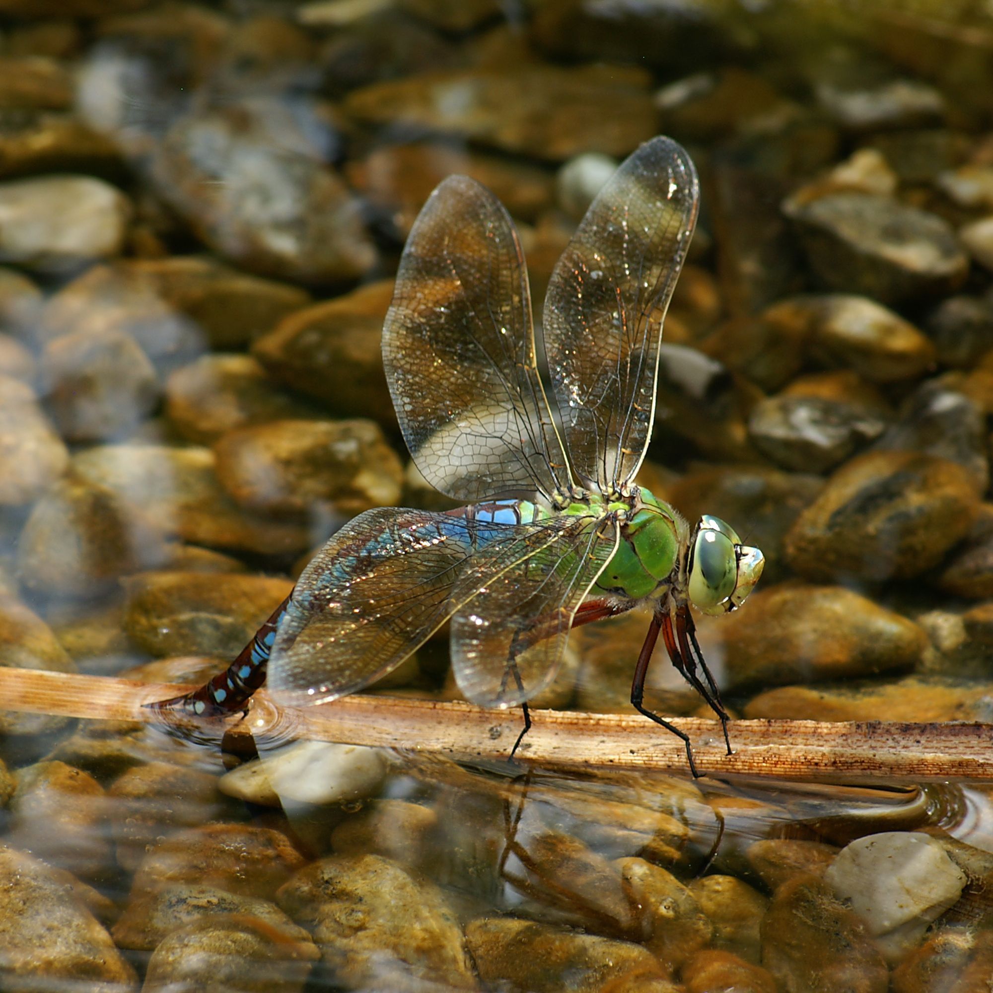 AnaxImperator 11