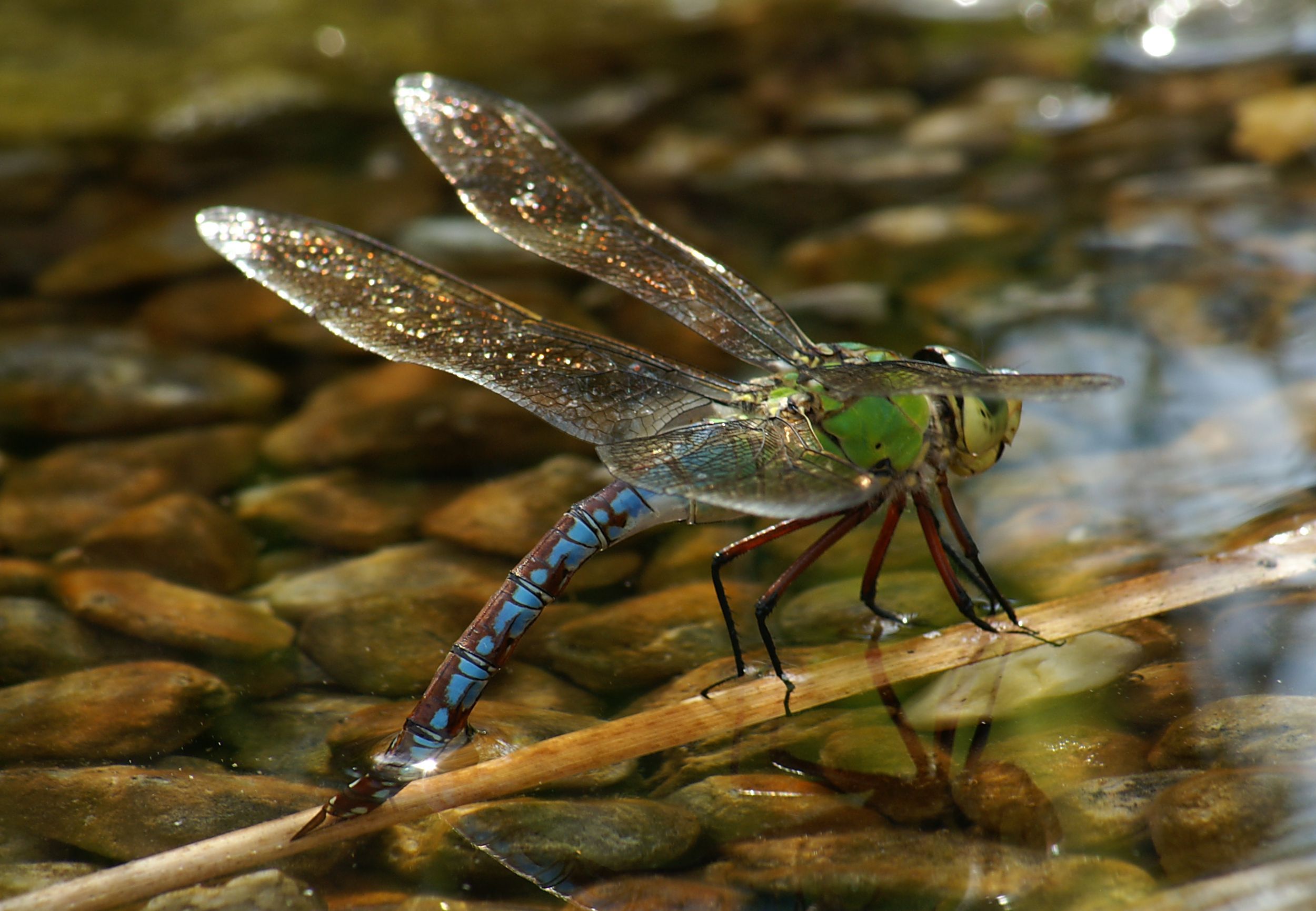 AnaxImperator 14