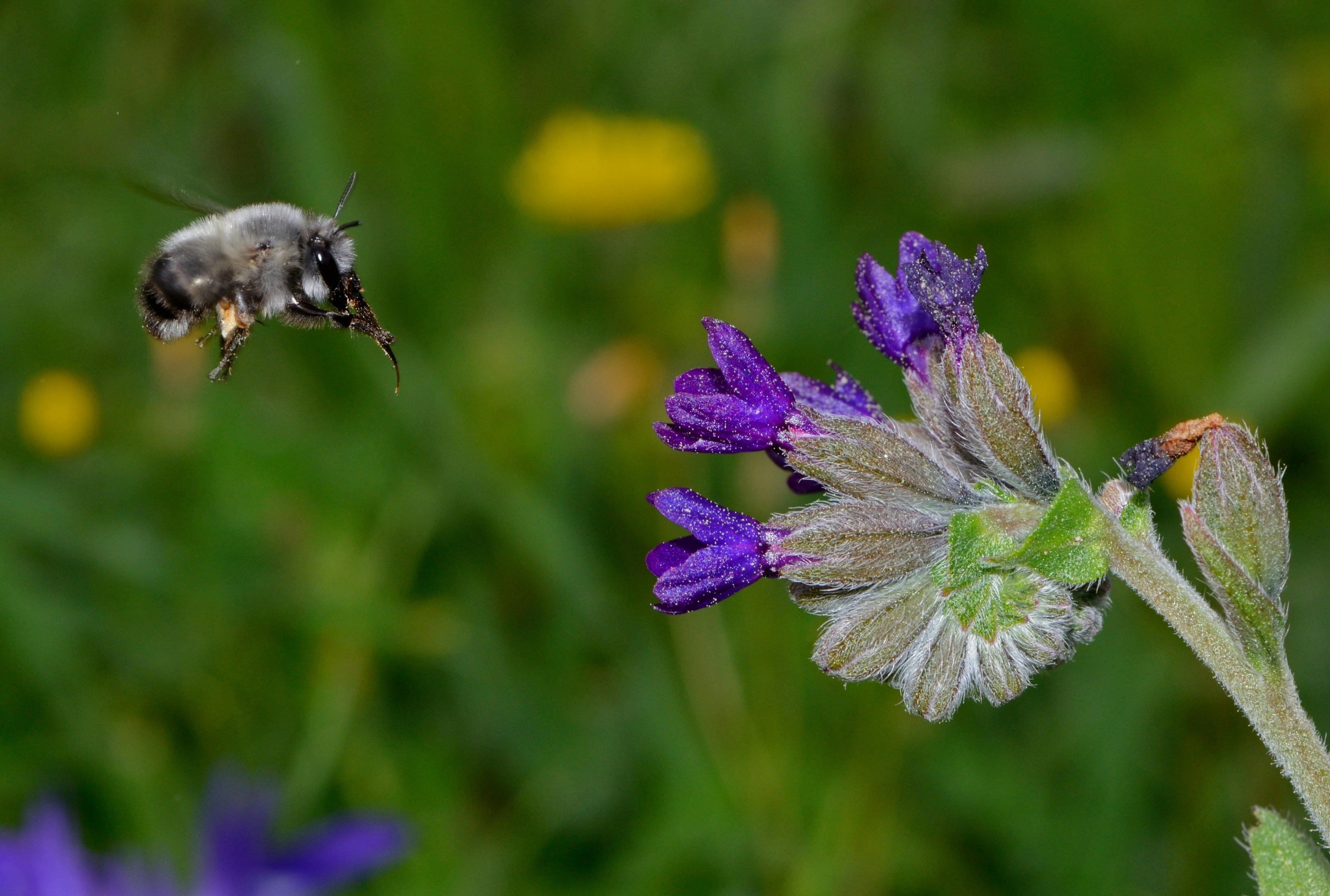 Anchusa undulata 1