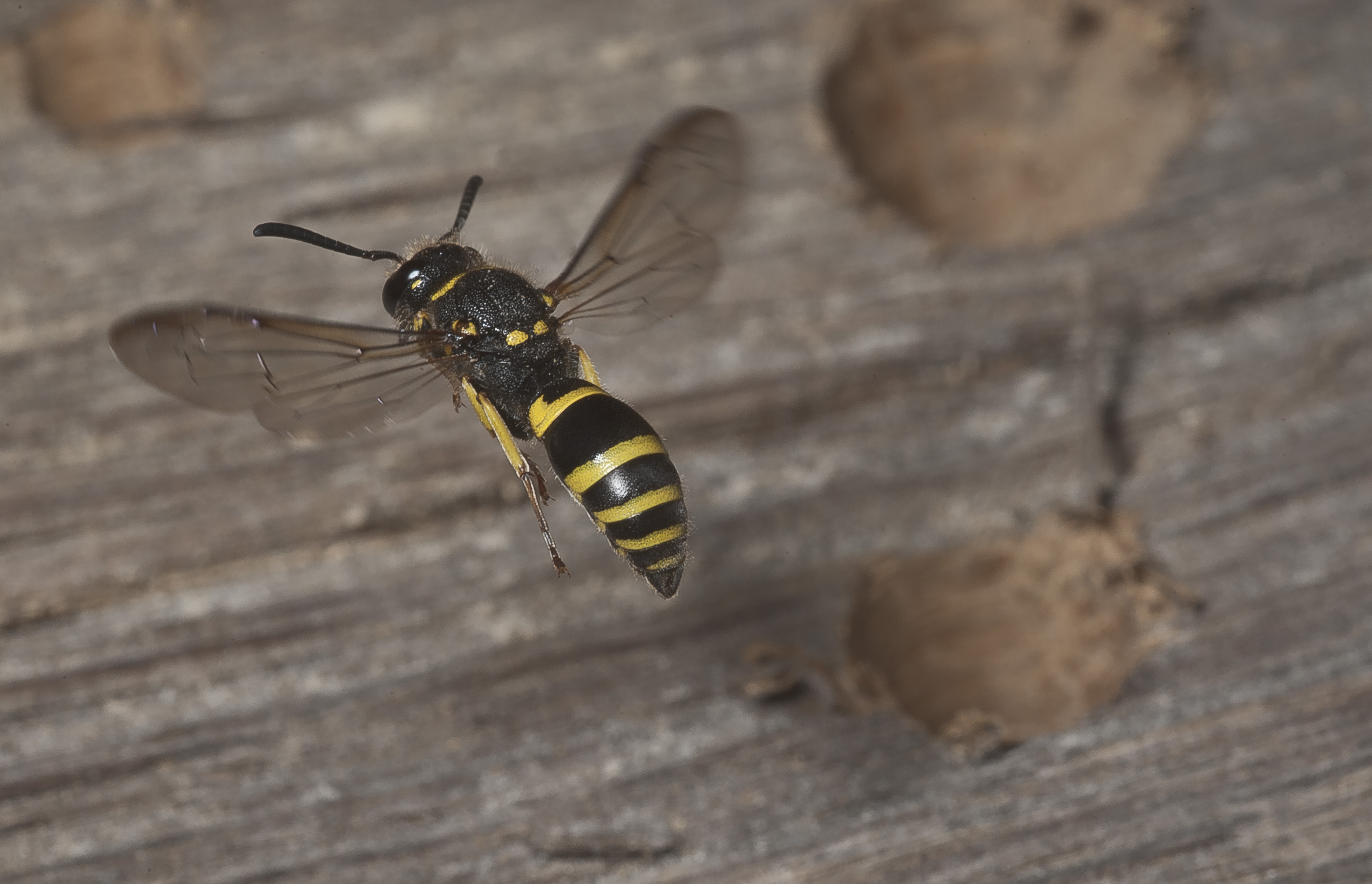Ancistrocerus cf. nigricornis-pjt