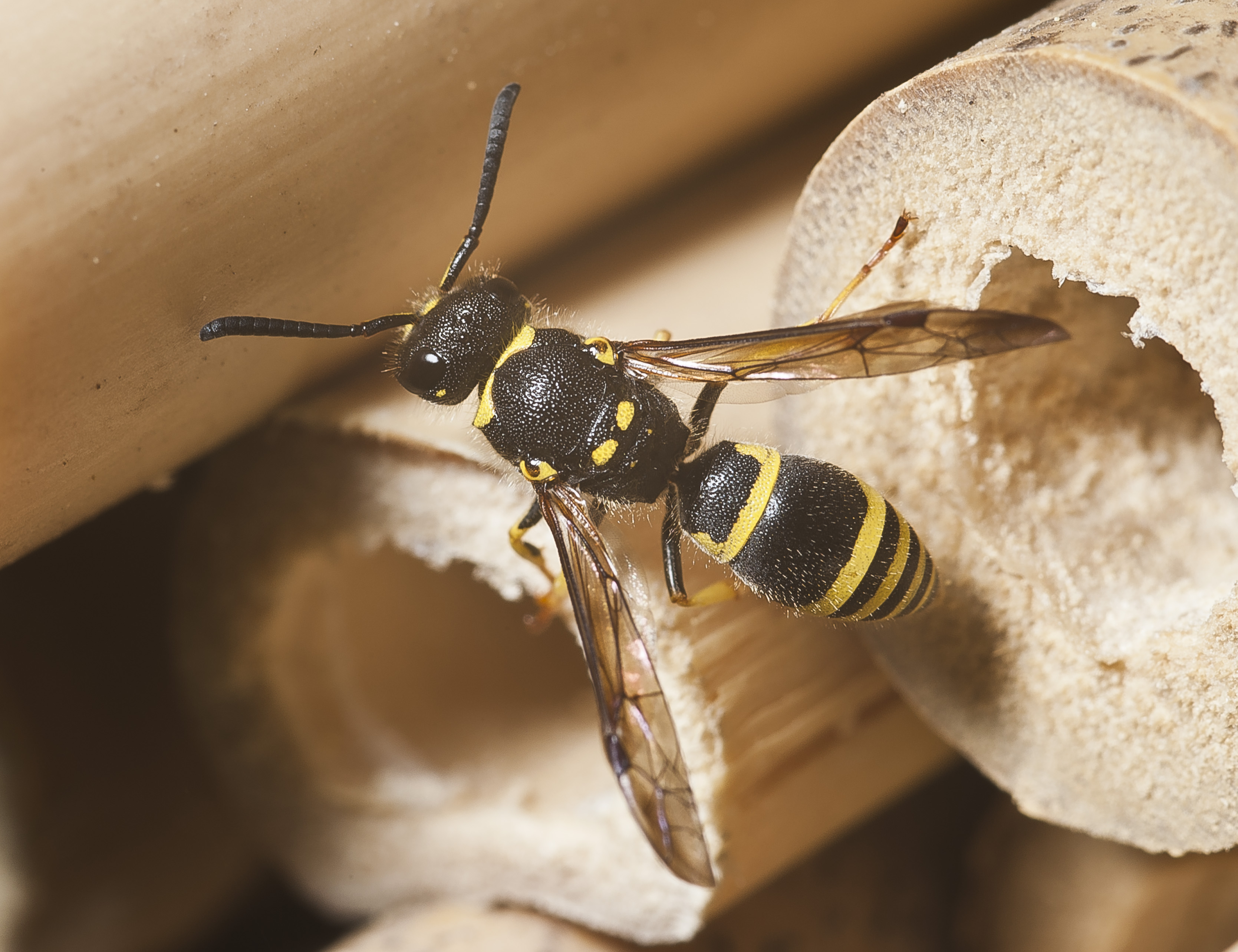 Ancistrocerus nigricornis-pjt1