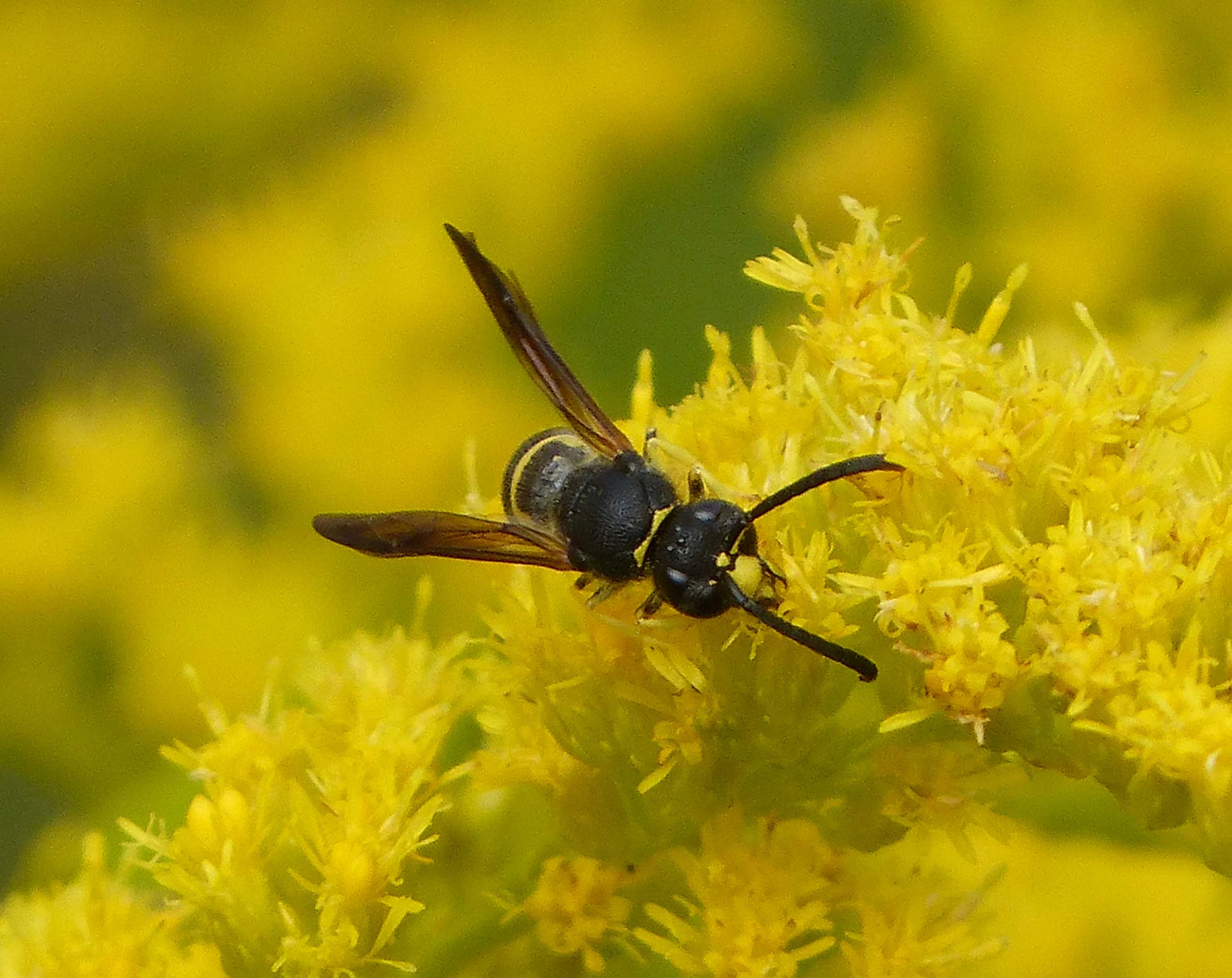 Ancistrocerus species. A. gazella male - Flickr - gailhampshire (1)