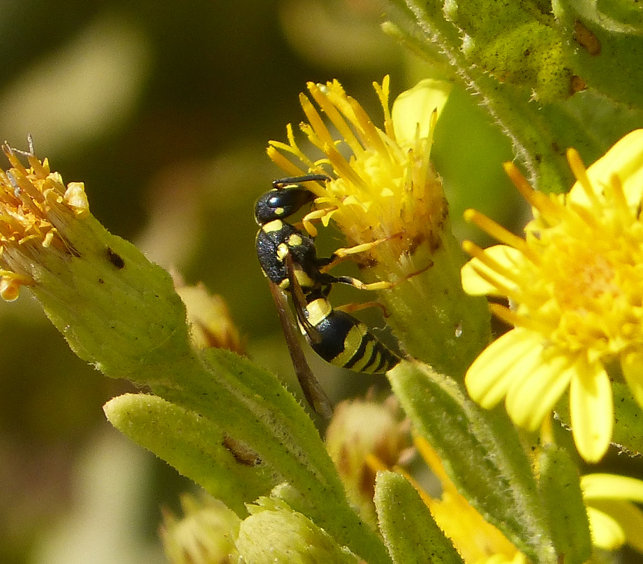 Ancistrocerus species (32826649770)