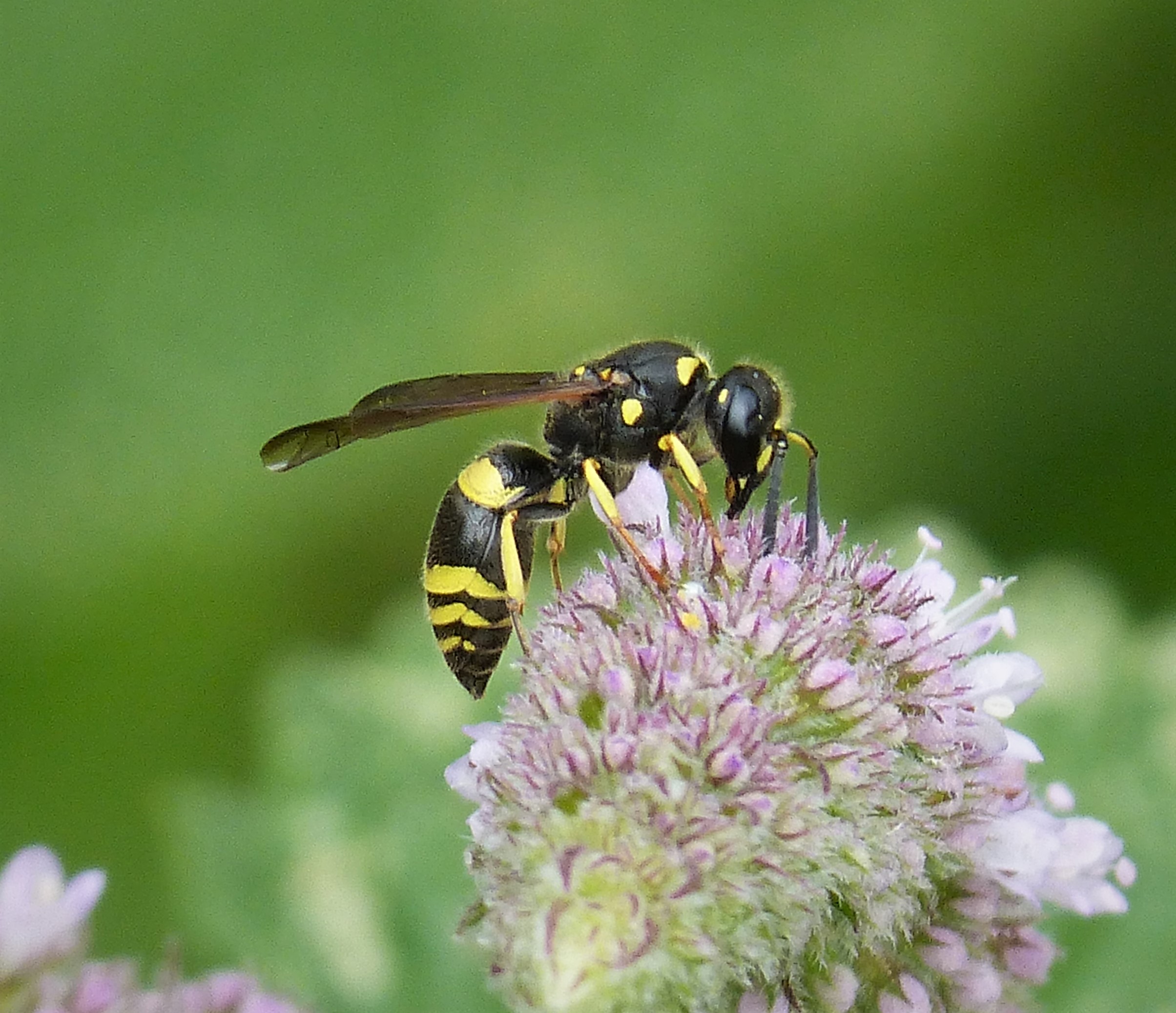 Ancistrocerus species (36134329103)