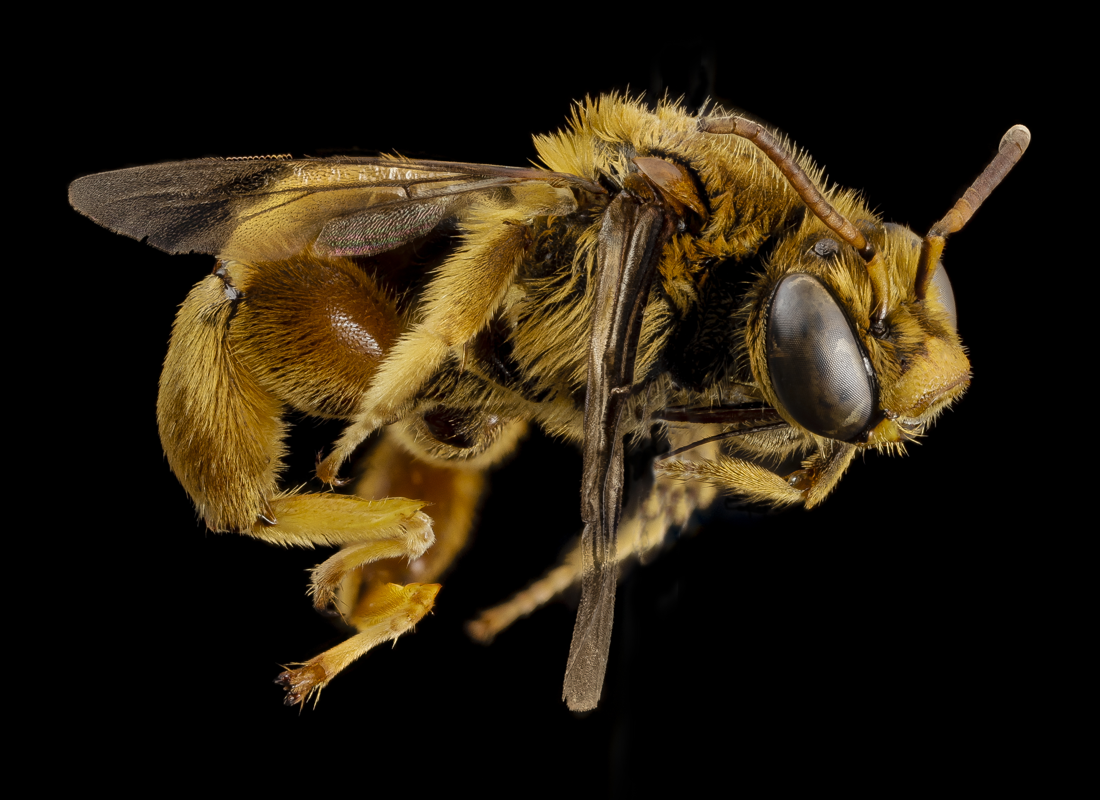 Ancyloscelis ursinus, m, side, paraguay 2014-08-06-15.41.34 ZS PMax (14994292692)