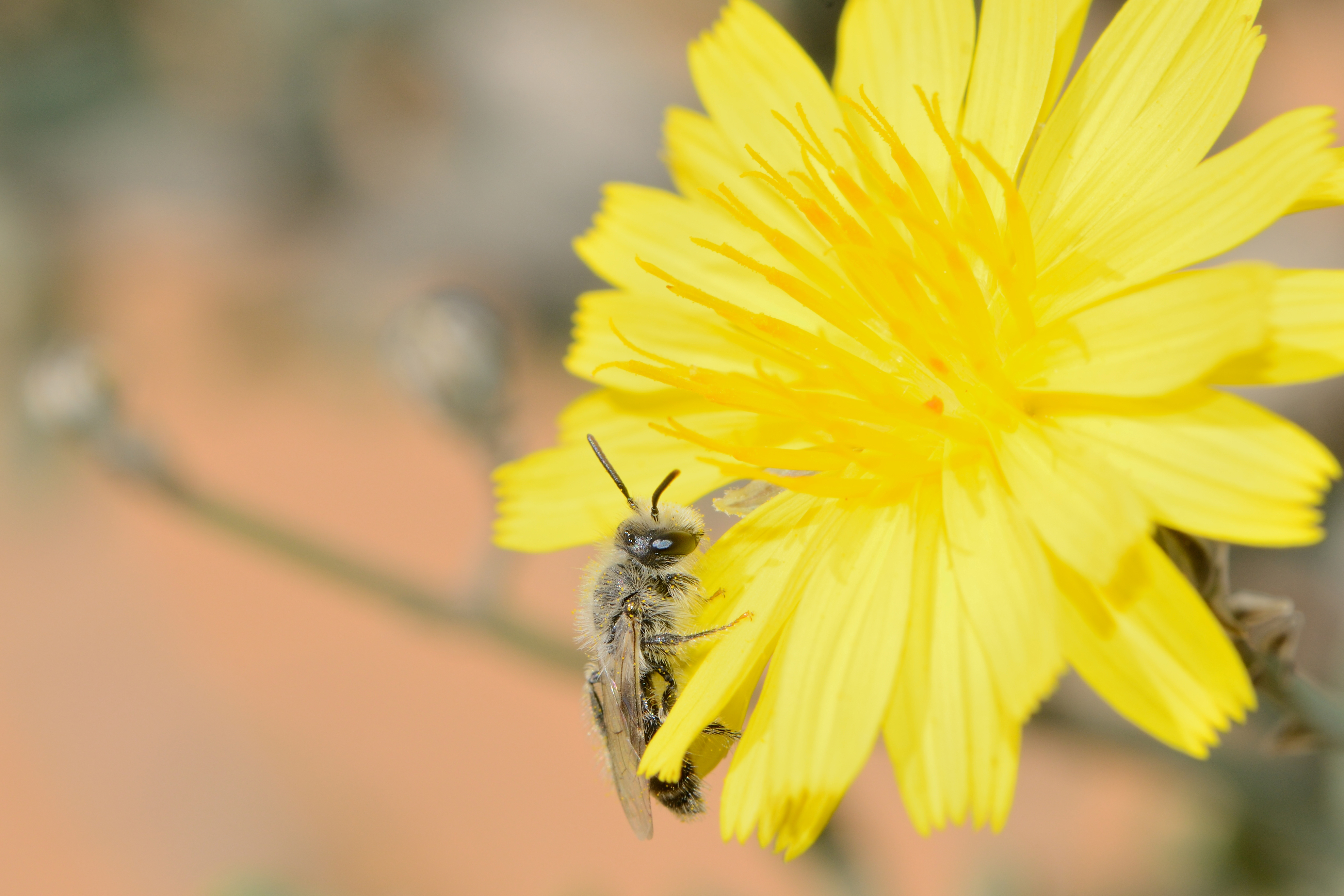 Andrena aegyptiaca male 1