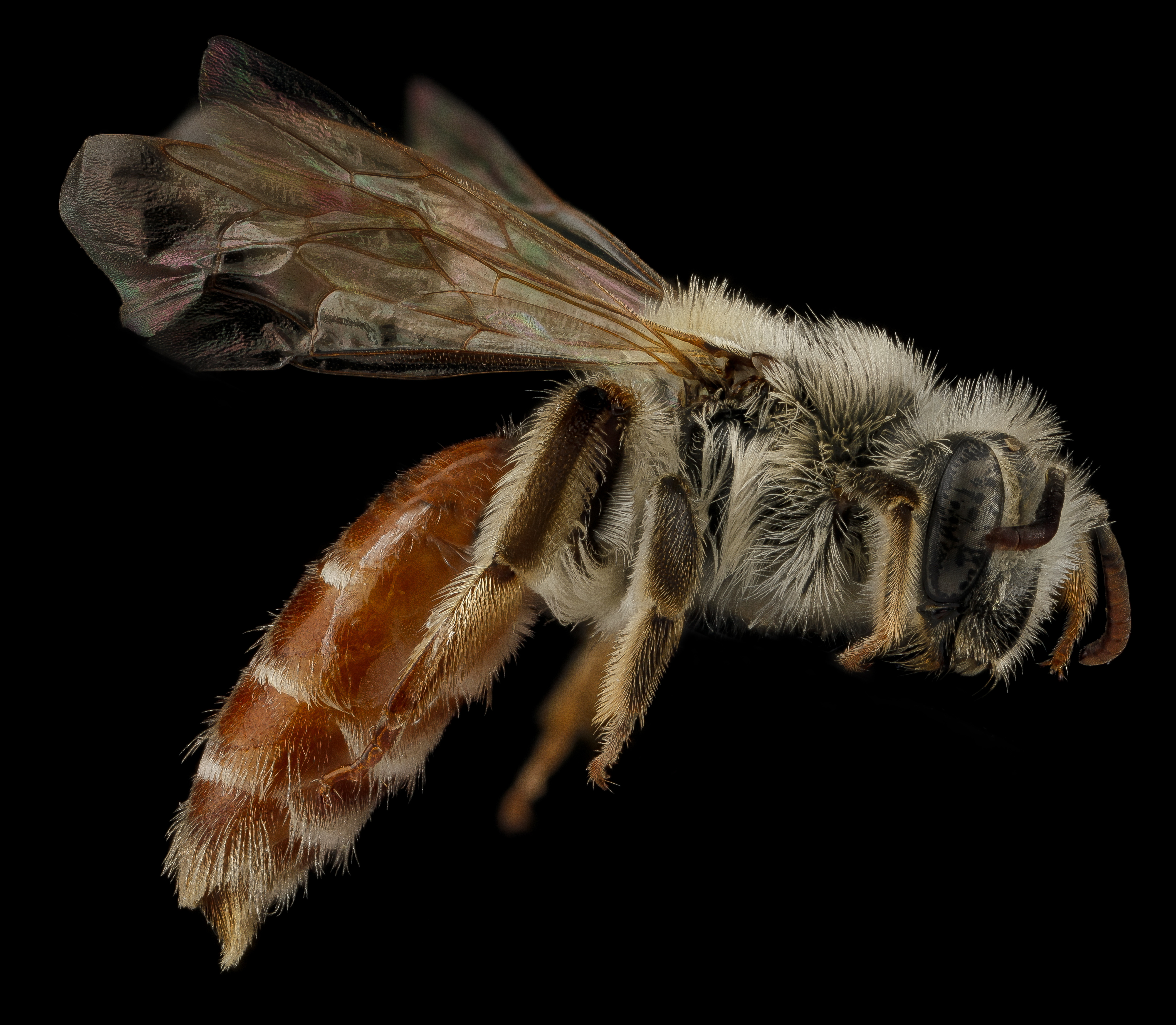 Andrena andrenoides f