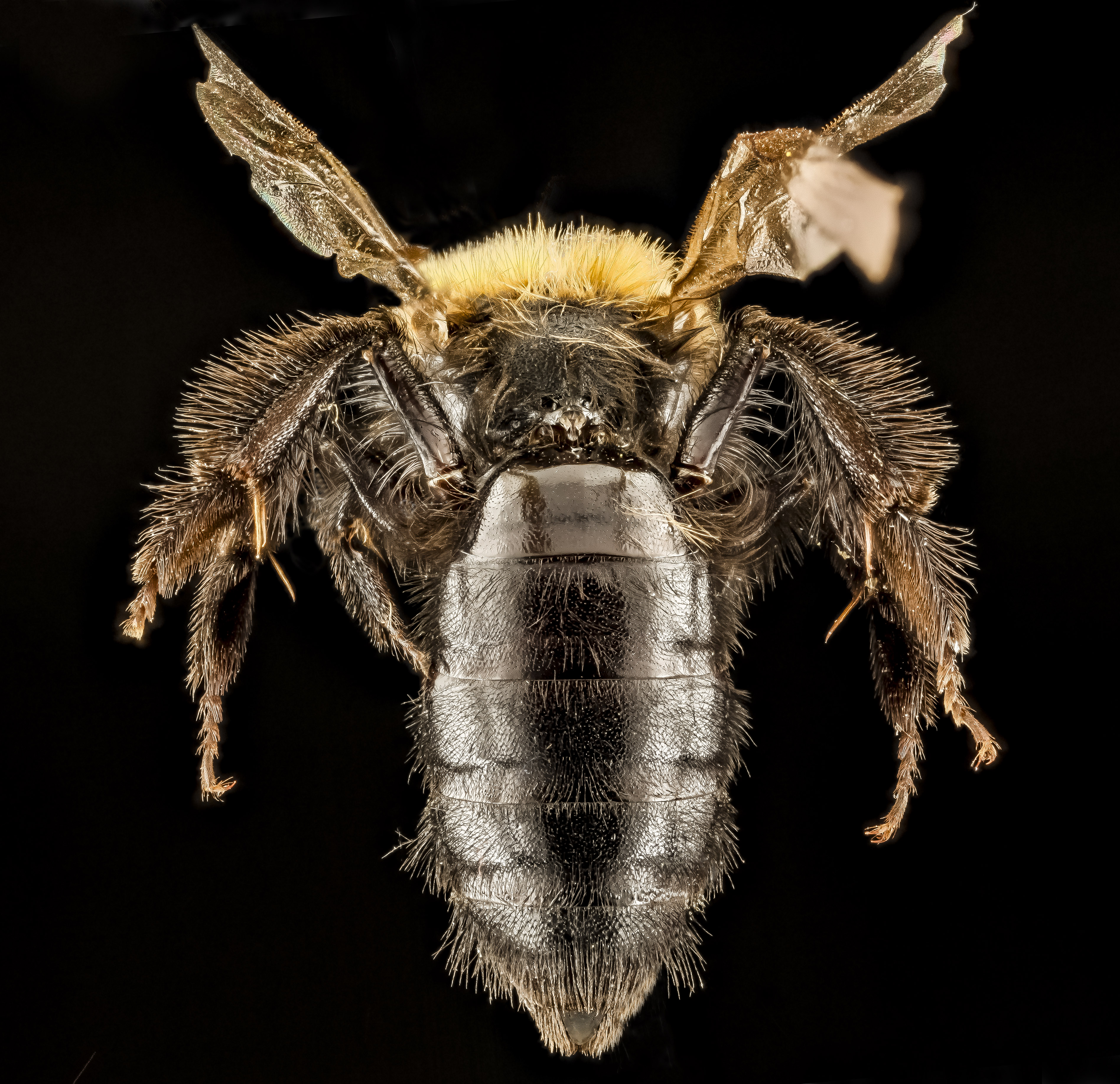 Andrena anograe f