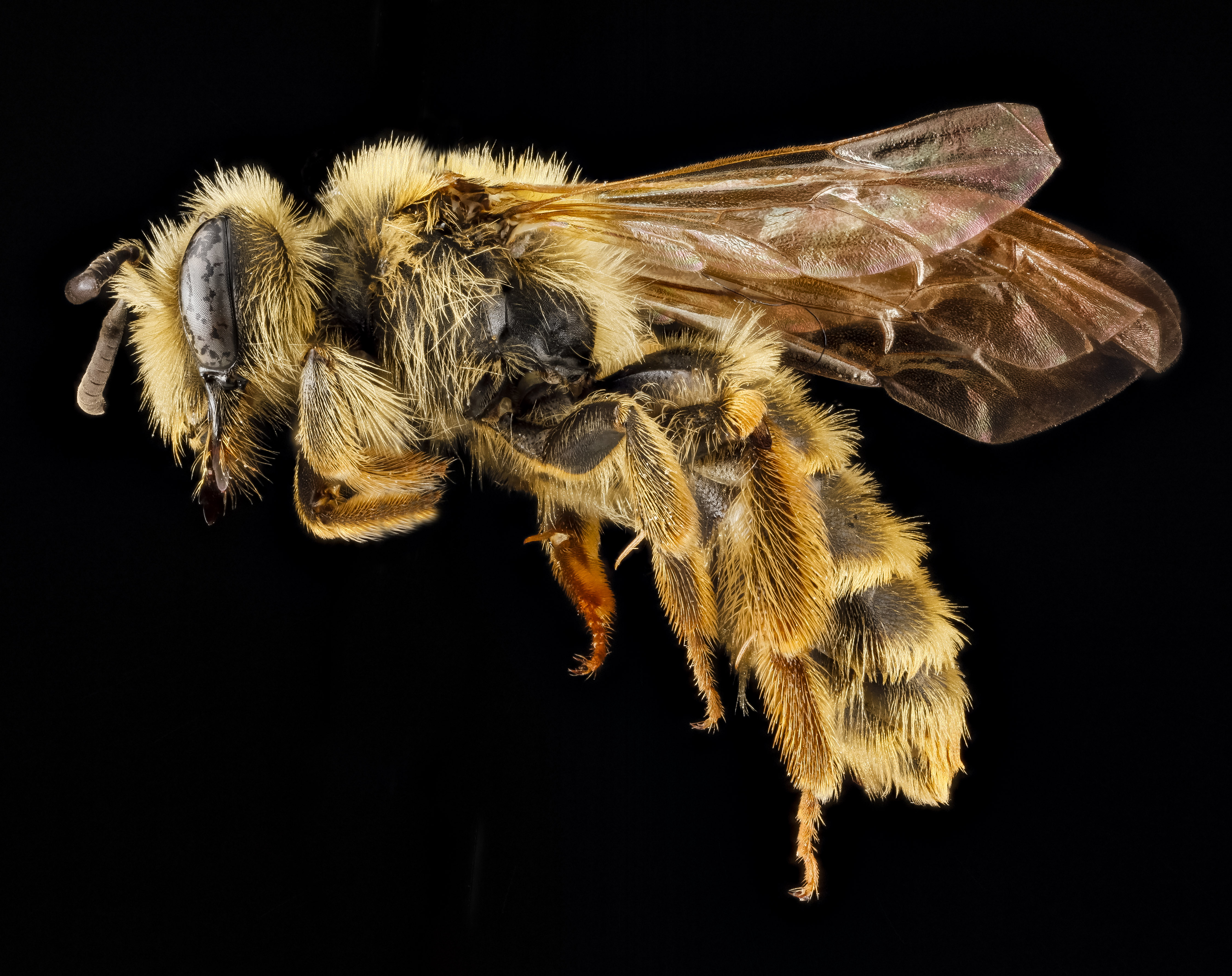Andrena astragali f