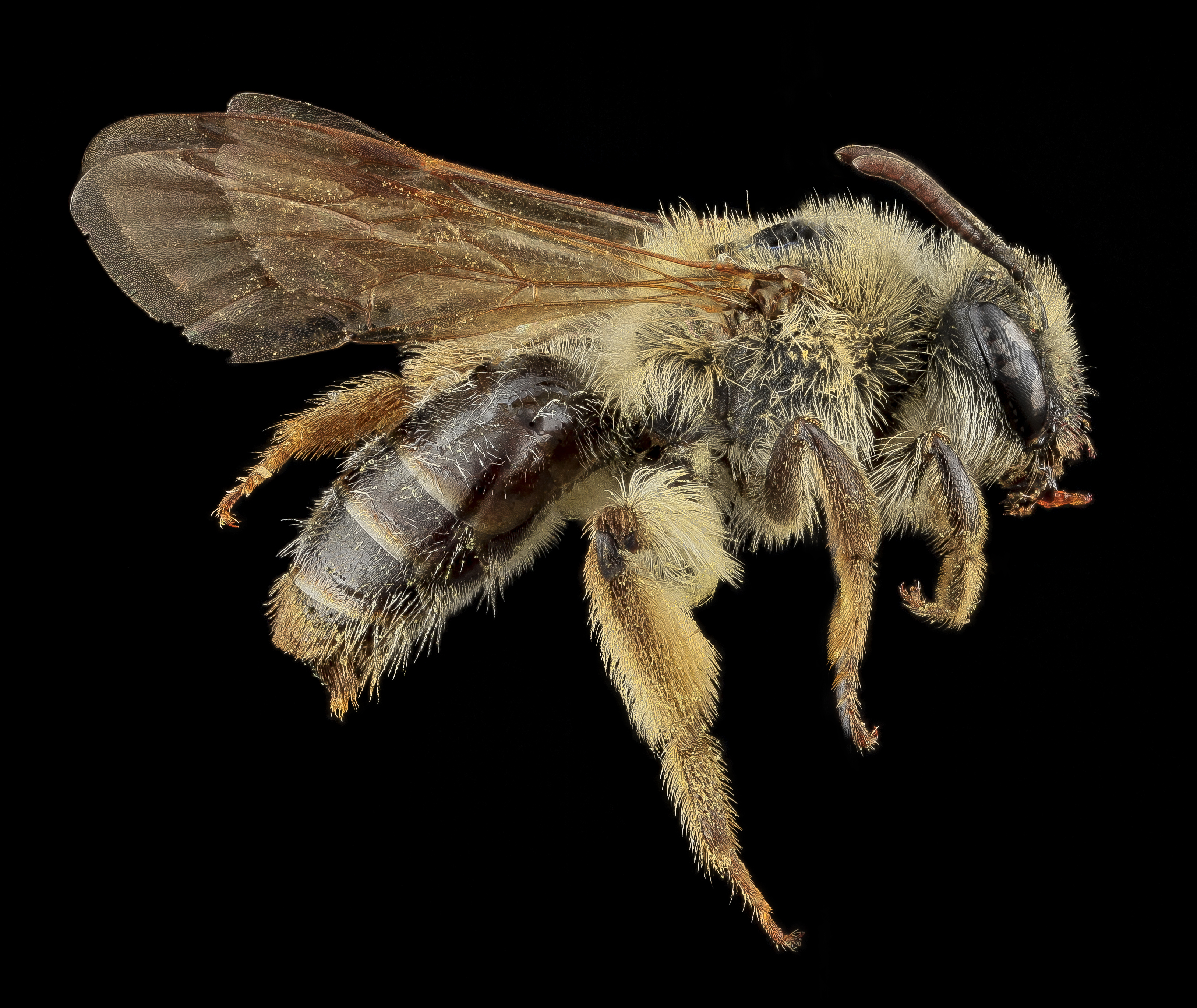 Andrena barbilabris f