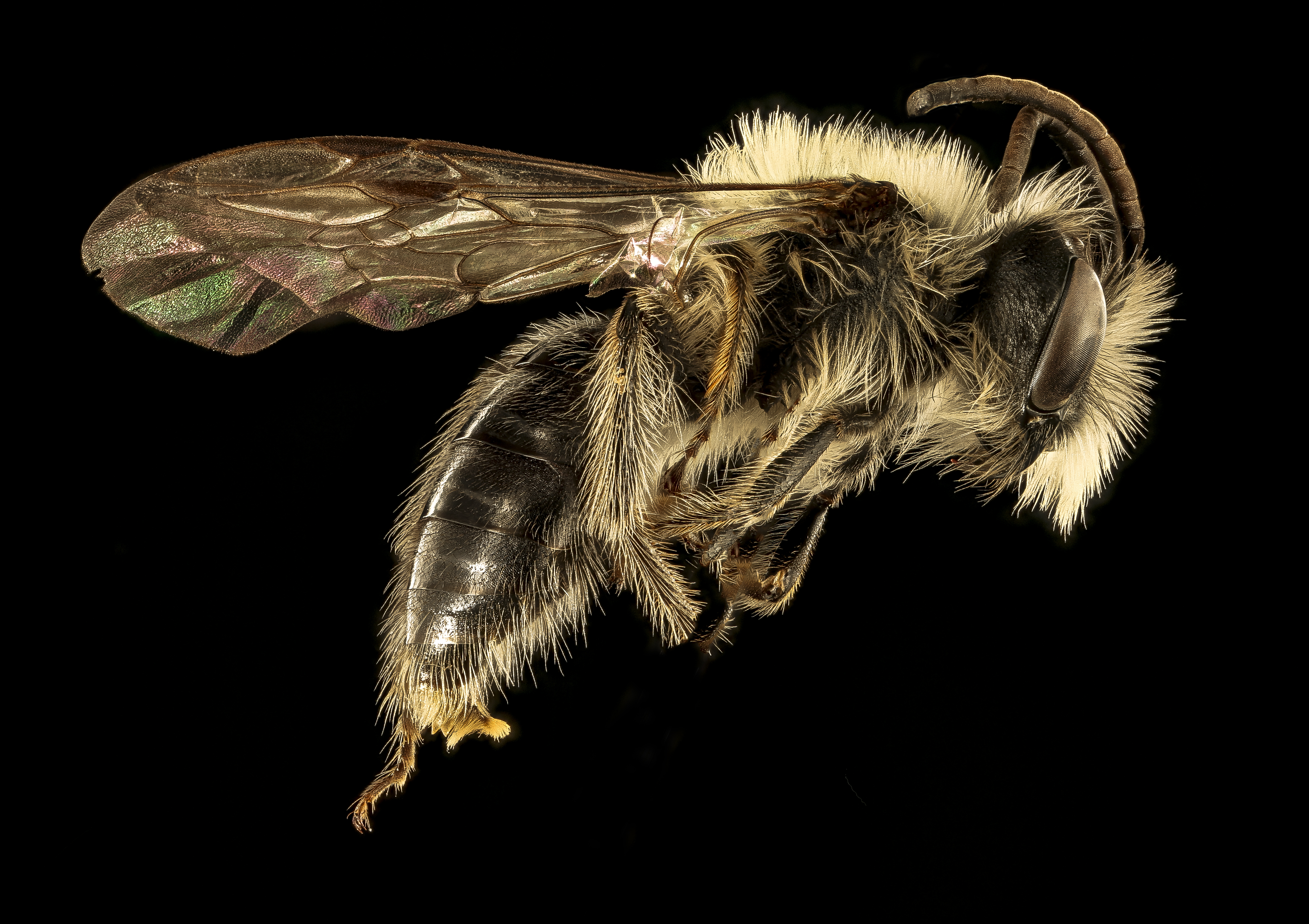 Andrena carlini, m, side, 2016-04-05-13.22 (26232765442)