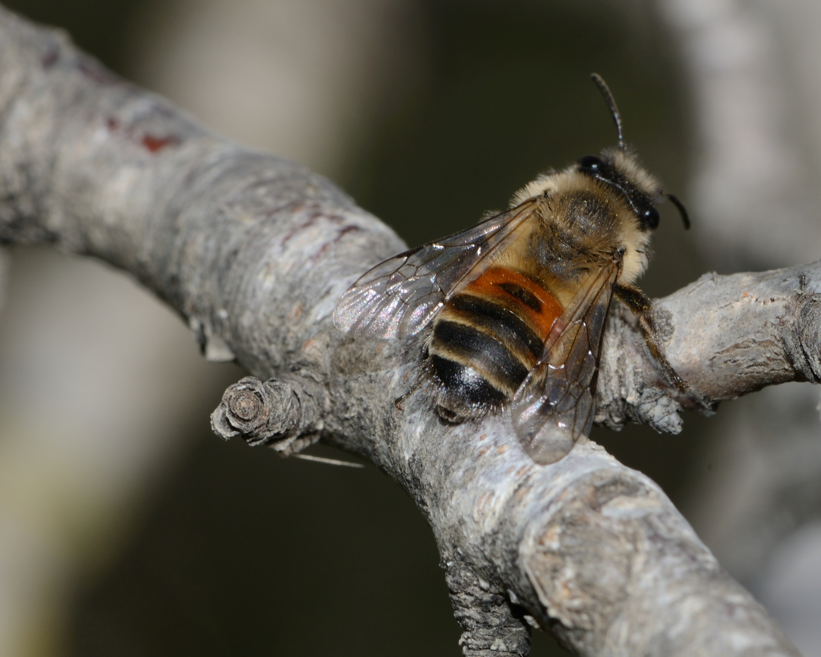 Andrena elmaria female 1