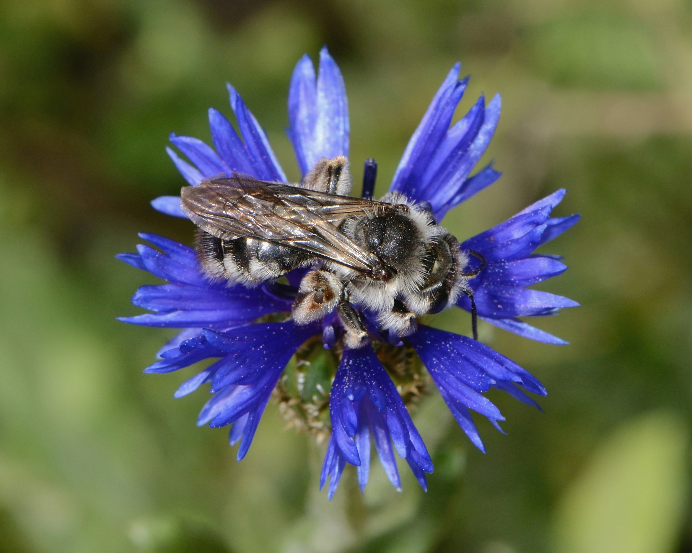 Andrena fuscocalcarata female 1