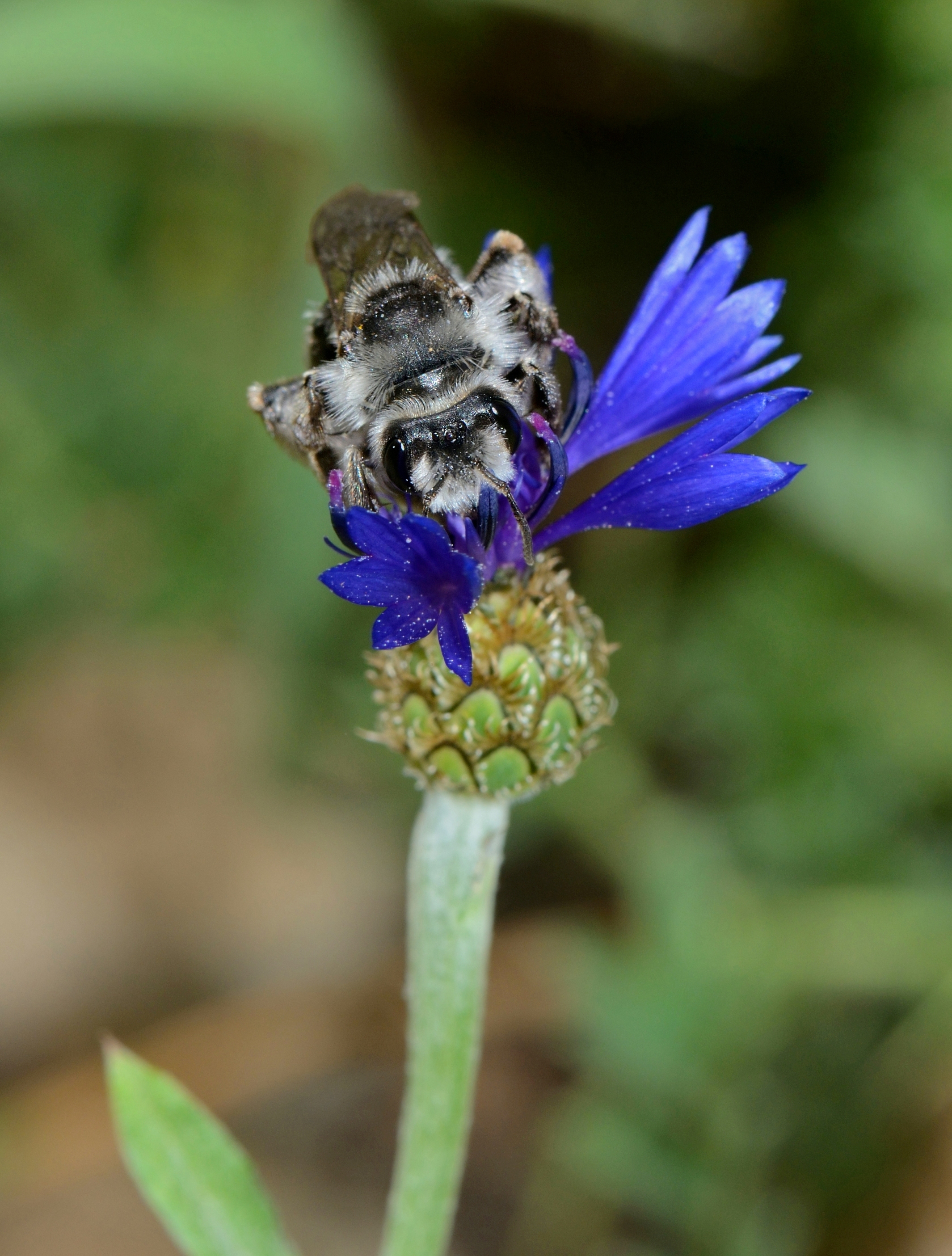Andrena fuscocalcarata female 2