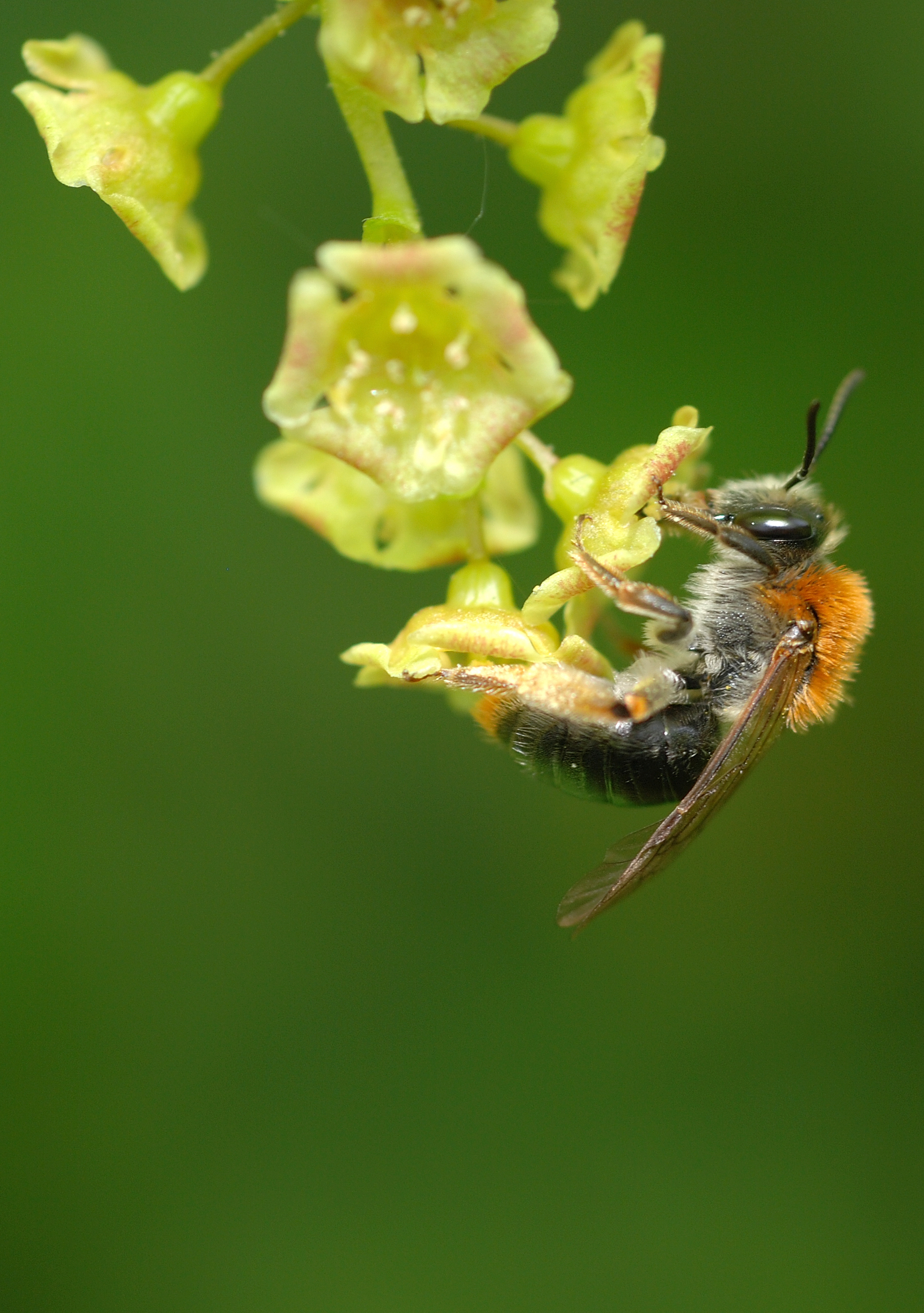 Andrena haemorrhoa (2554023481)