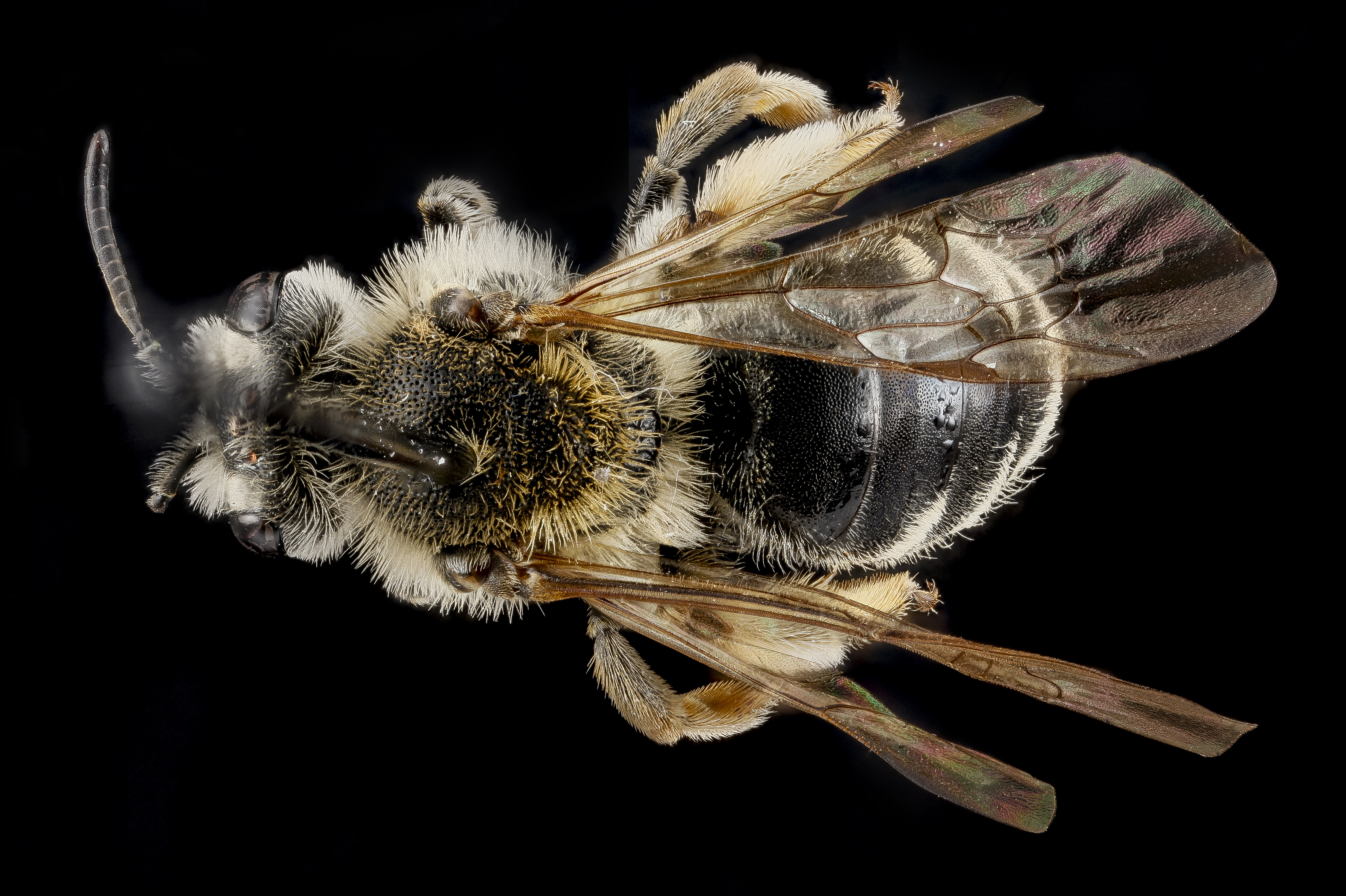 Andrena hippotes, female, back 2012-08-02-18.54.20 ZS PMax (8194016924)