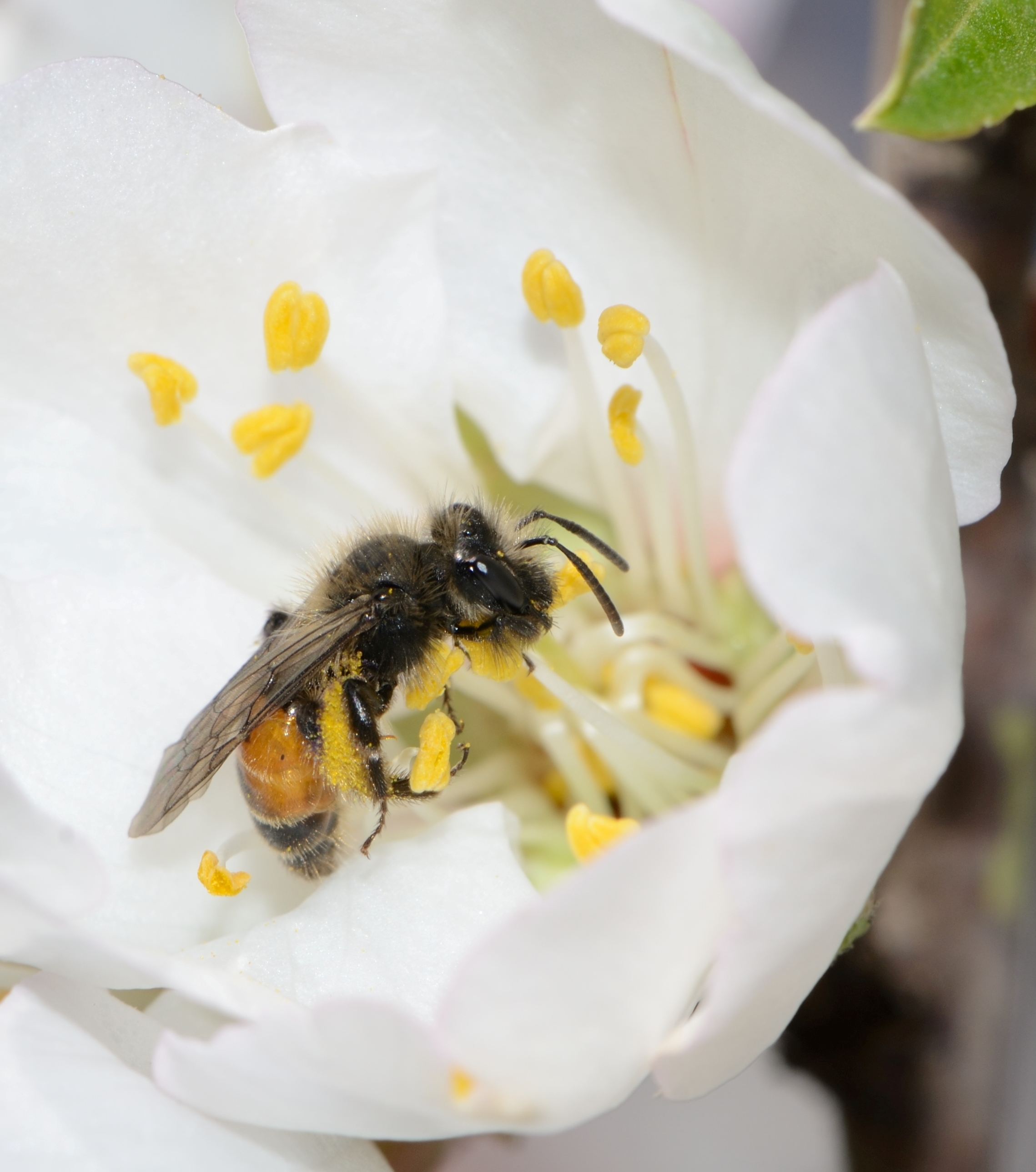 Andrena krausiella female 1