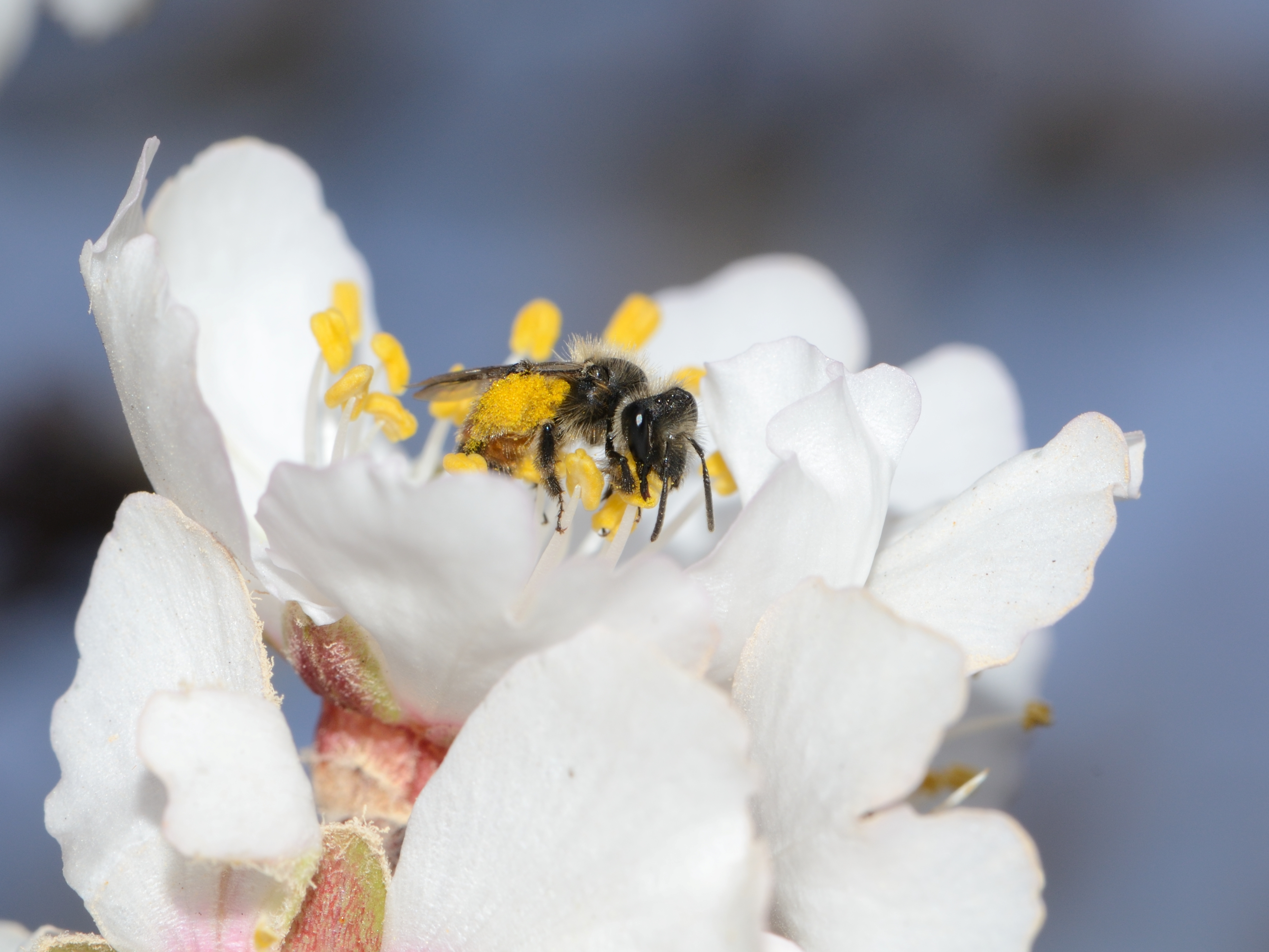 Andrena krausiella female 3