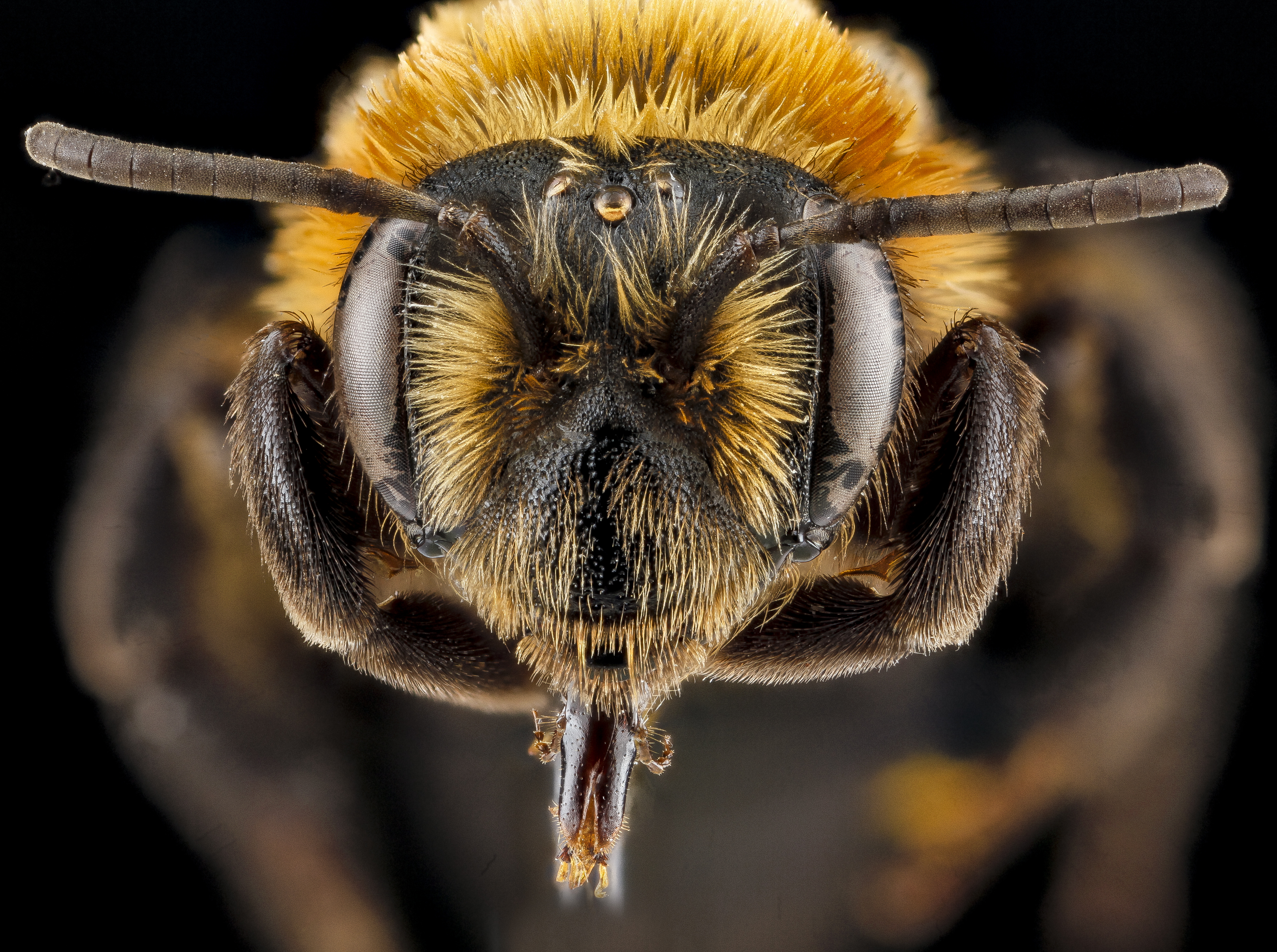 Andrena lupinorum, female, face 2012-08-03-16.37.36 ZS PMax (8092378840)
