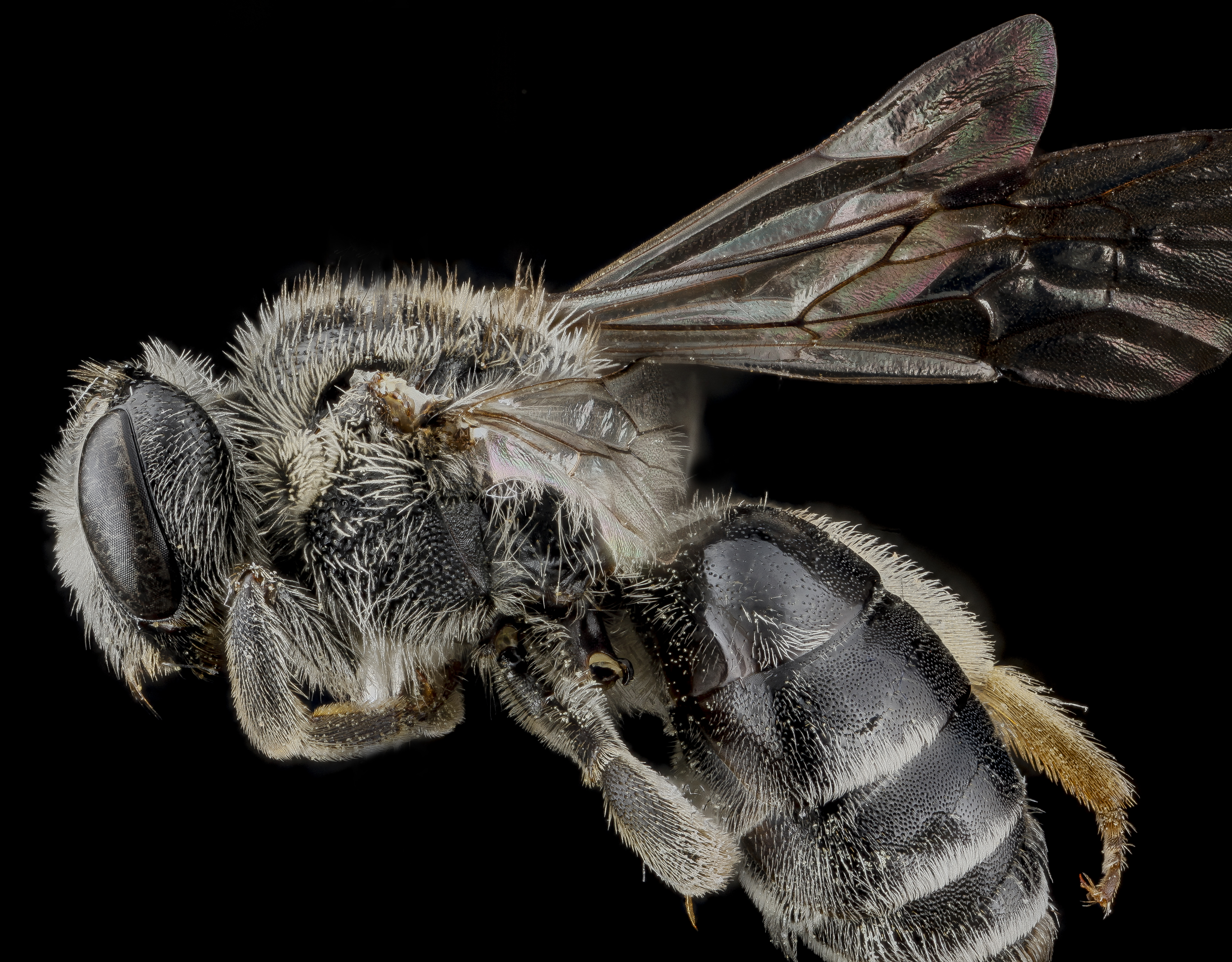 Andrena miranda, female, side 2012-10-26-16.01.34 ZS PMax (8196639286)