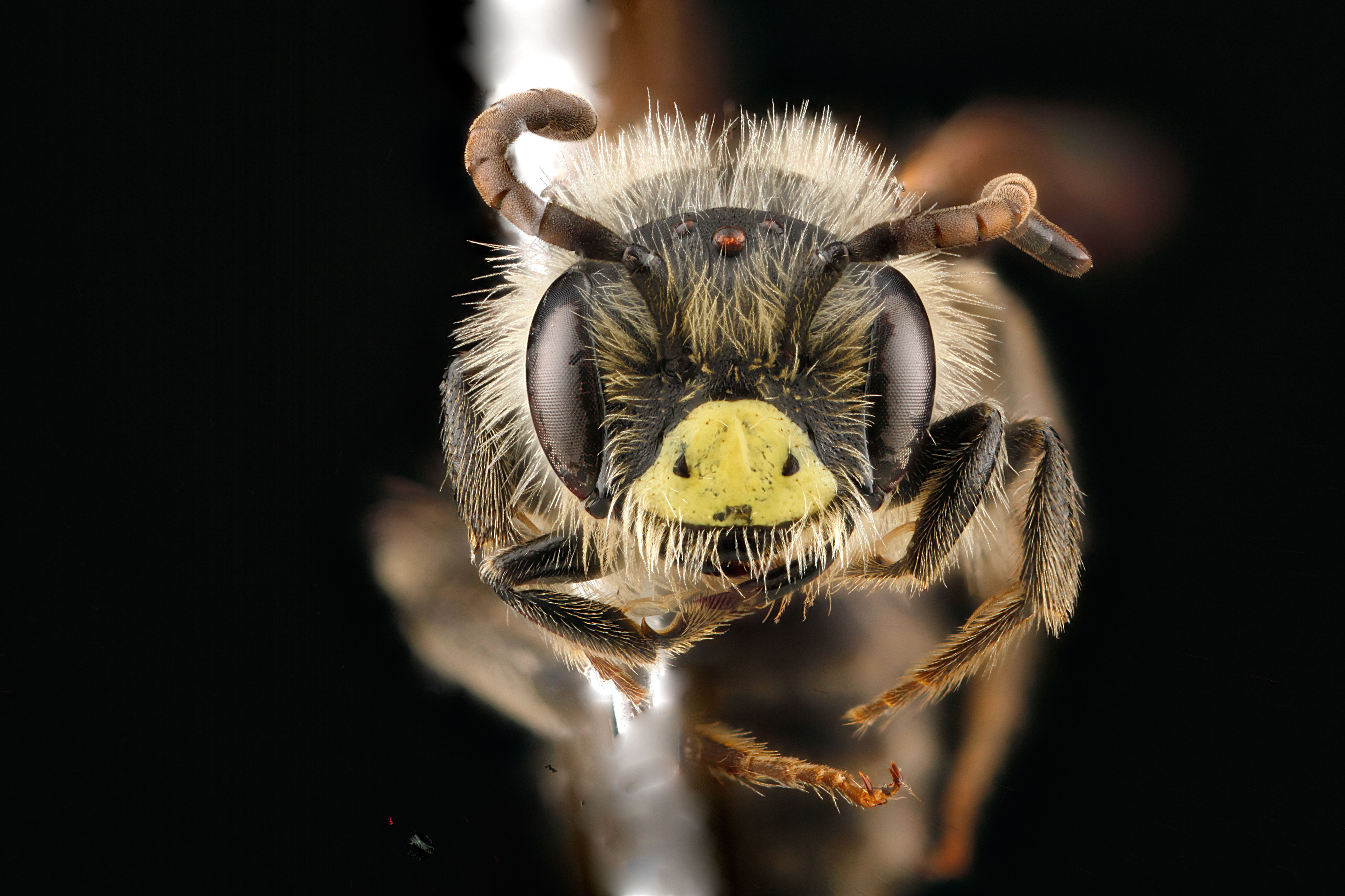 Andrena miserabilis