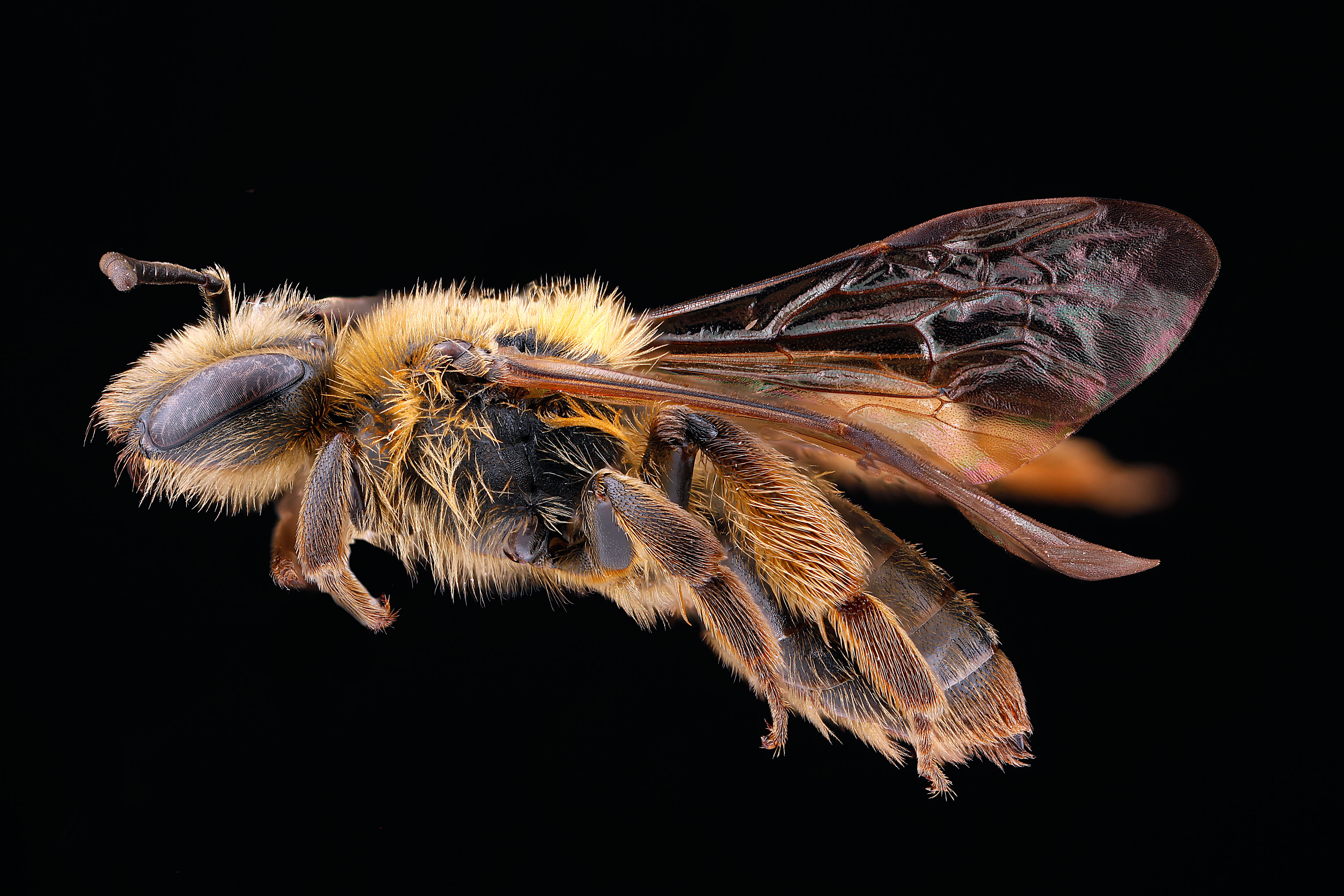 Andrena nigrihirta