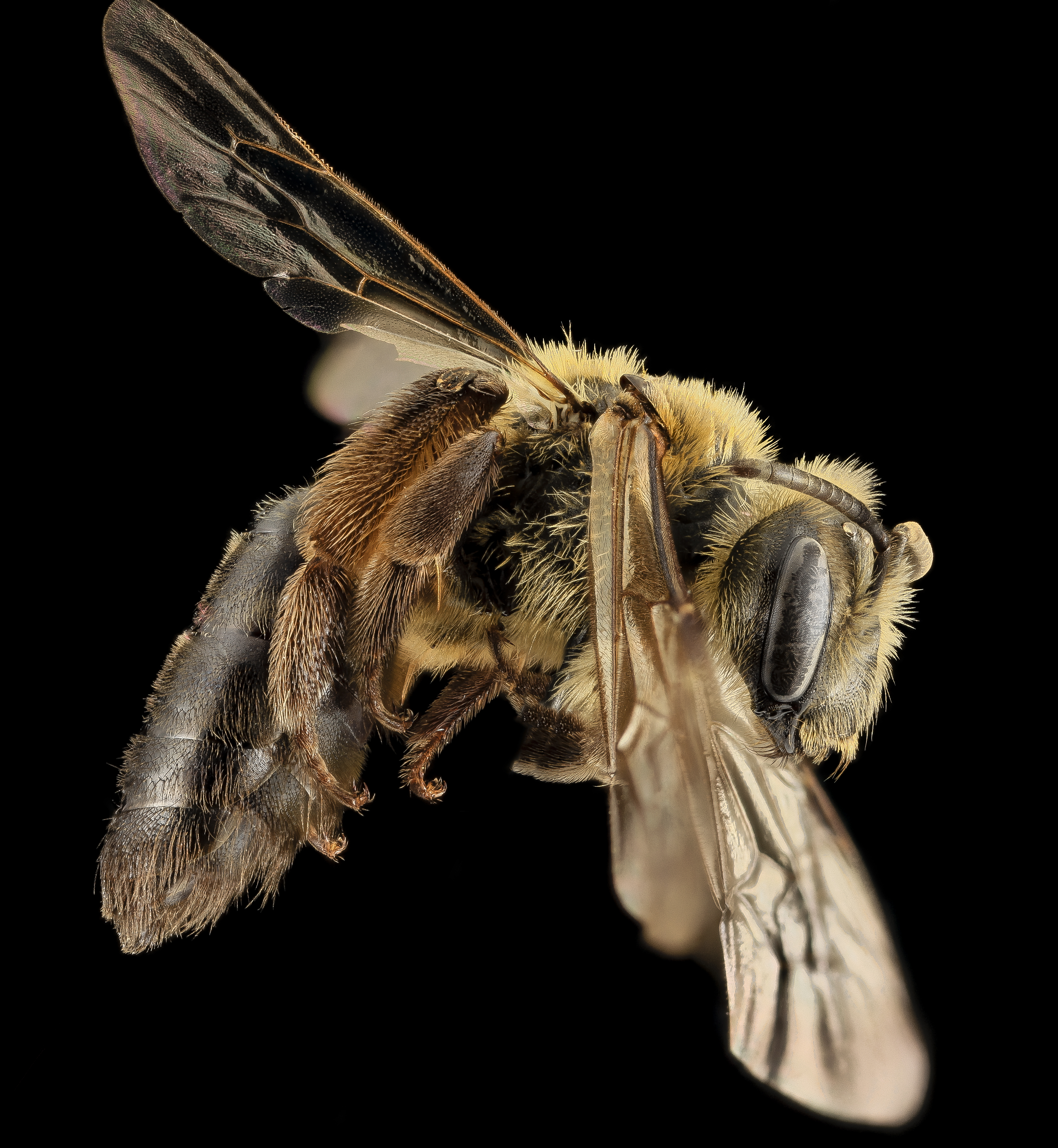 Andrena nivalis, F, Side,Giles Co, VA 2014-02-05-17.06.06 ZS PMax