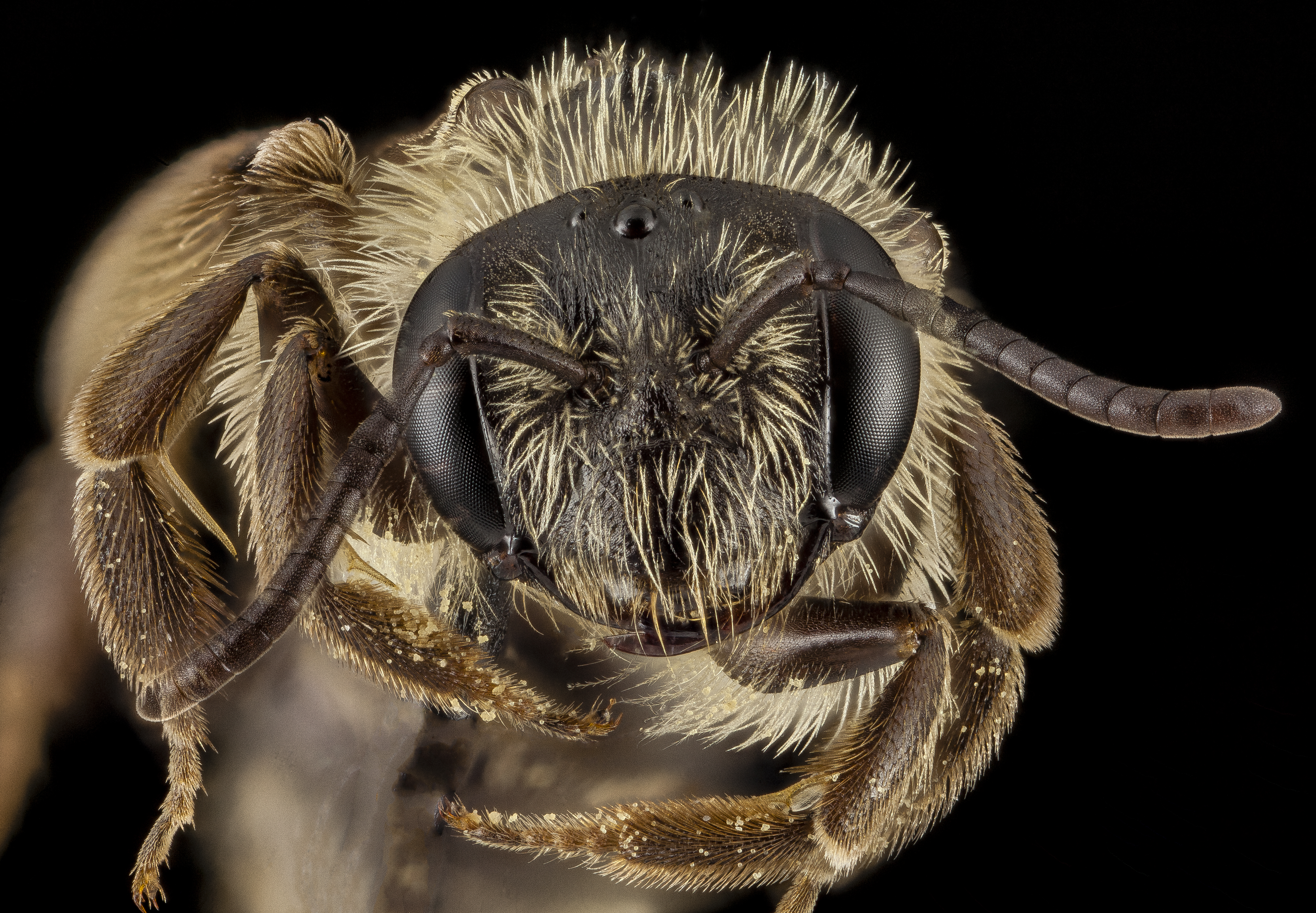 Andrena nubecula, F, Face ammonia, MD, Anne Arundel County 2014-02-21-17.13.59 ZS PMax (21436805613)