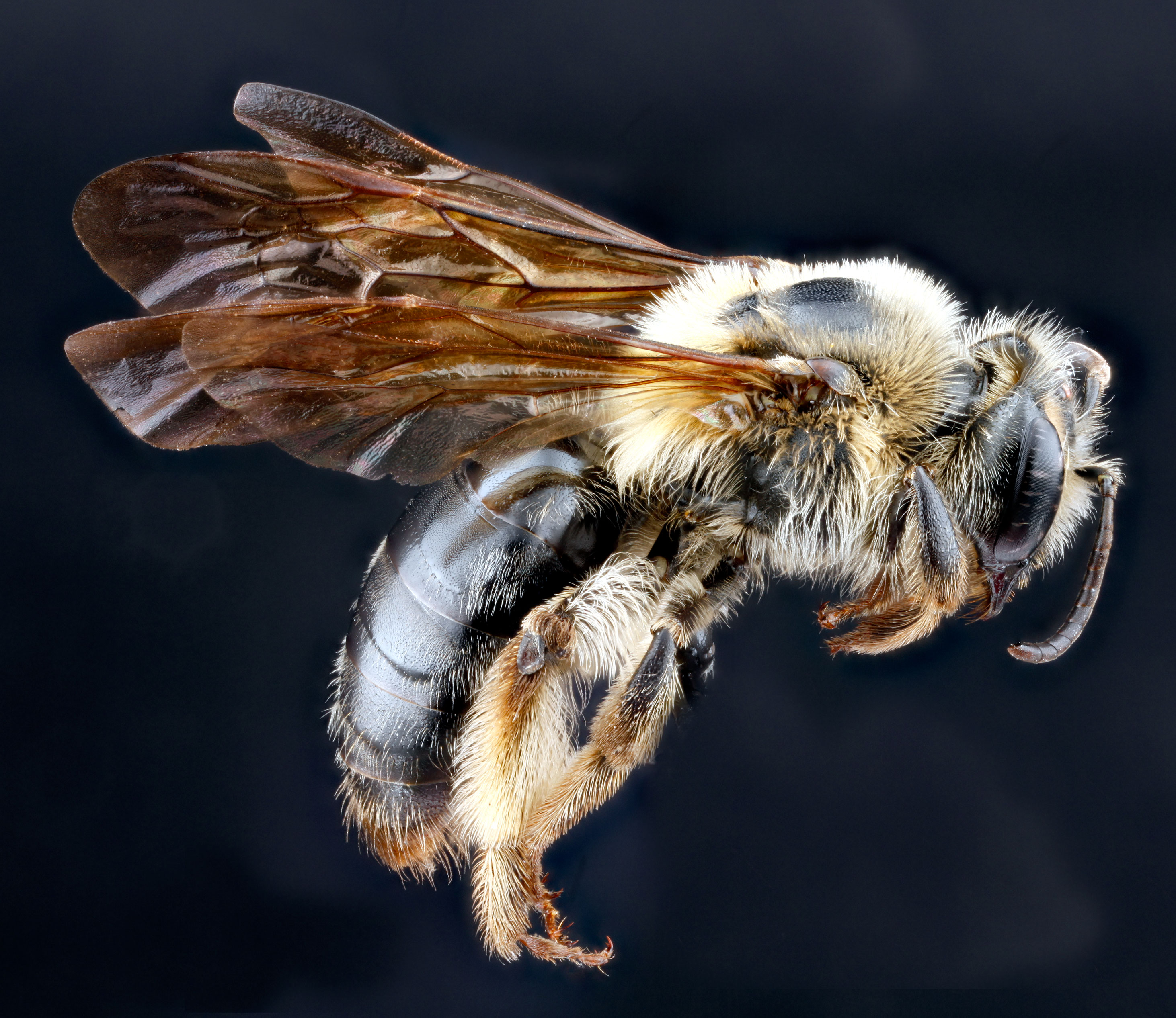 Andrena perplexa