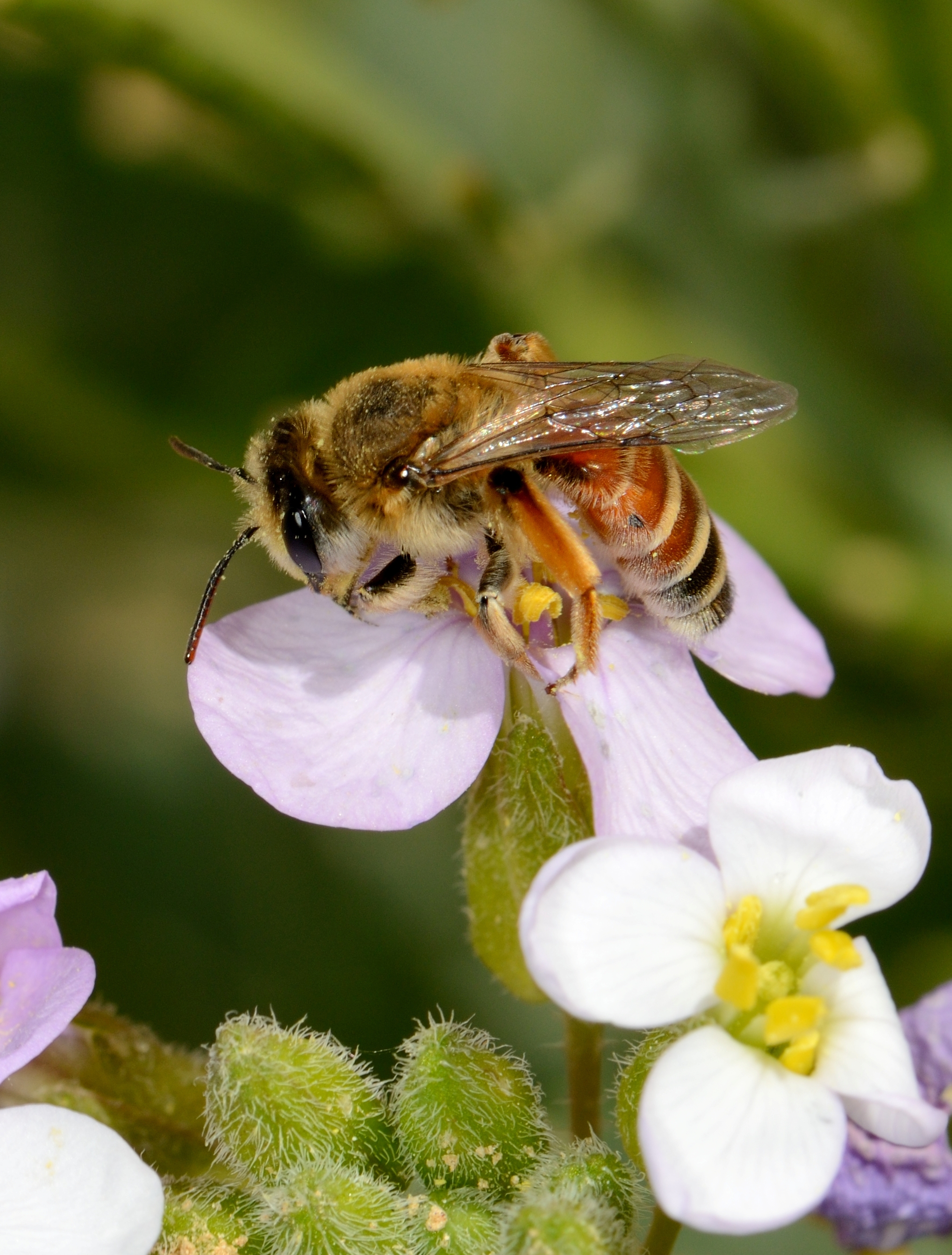 Andrena savignyi female 1