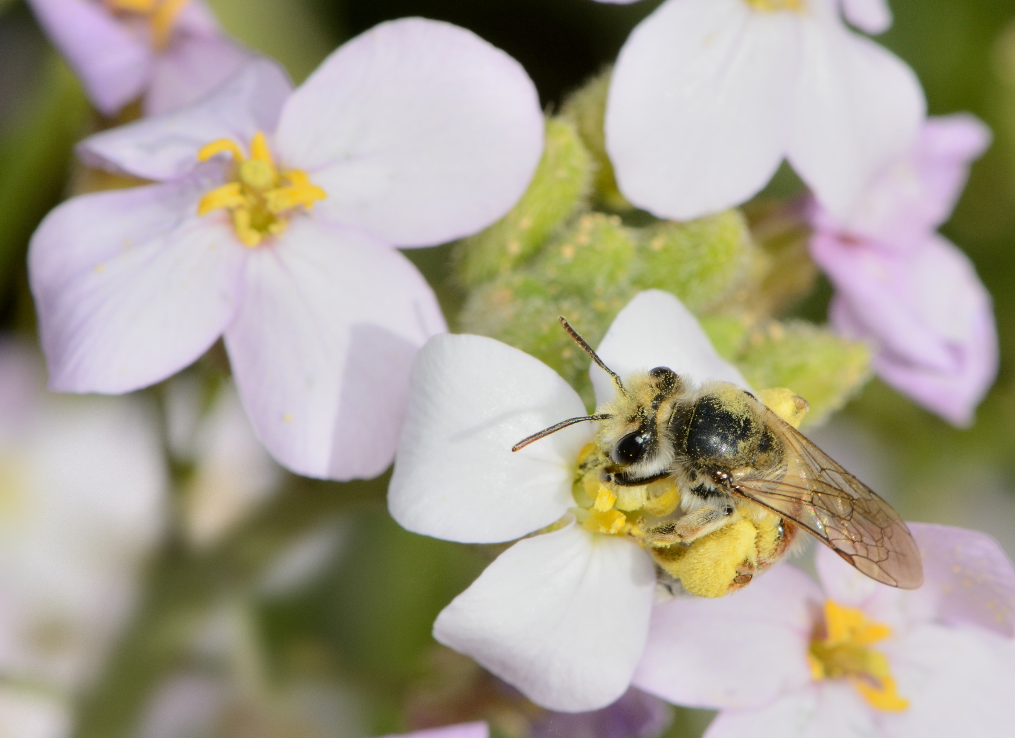 Andrena savignyi female 2